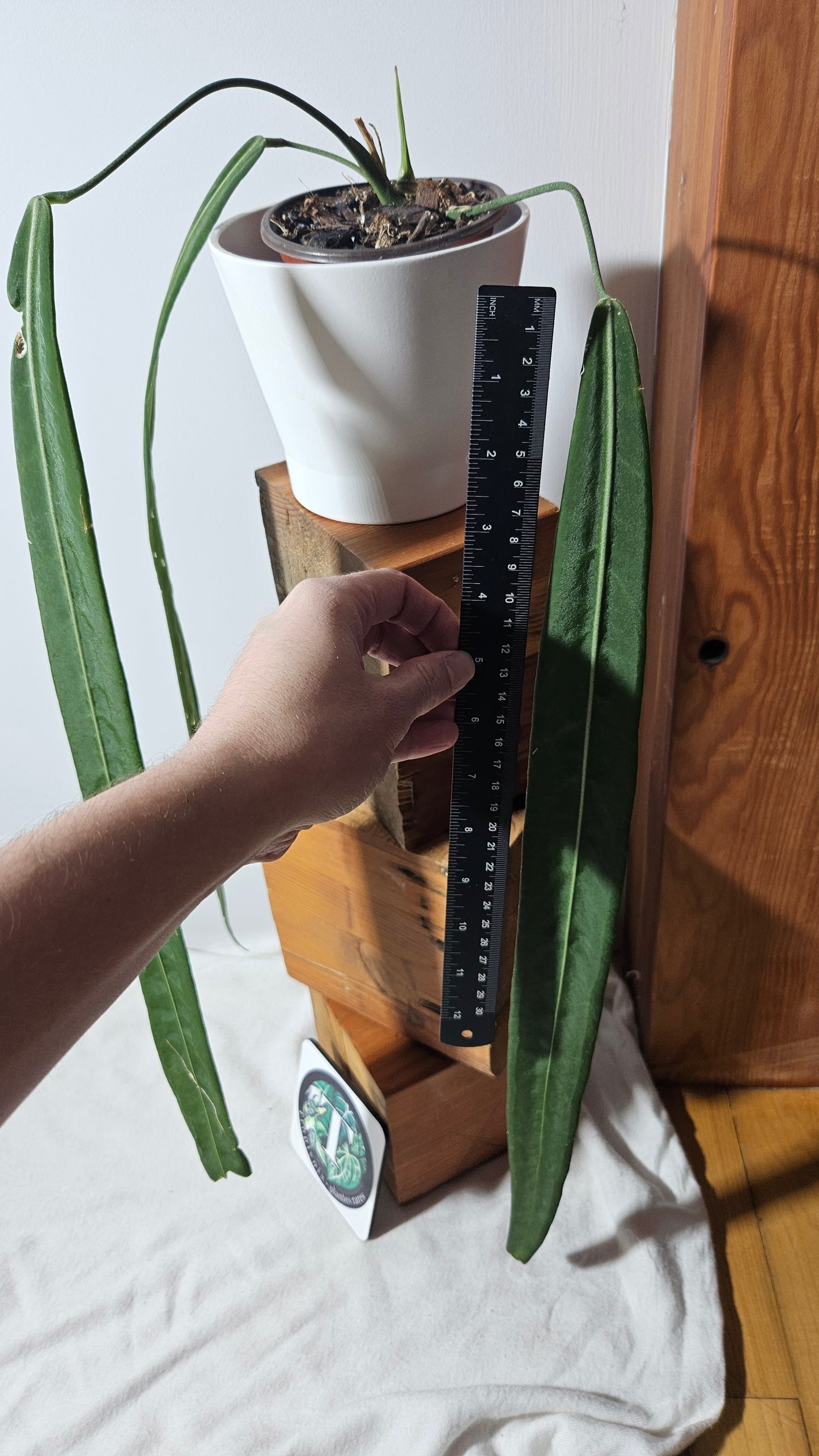 Anthurium Pallidiflorum Super Black "format XLARGE"(ANT-334)