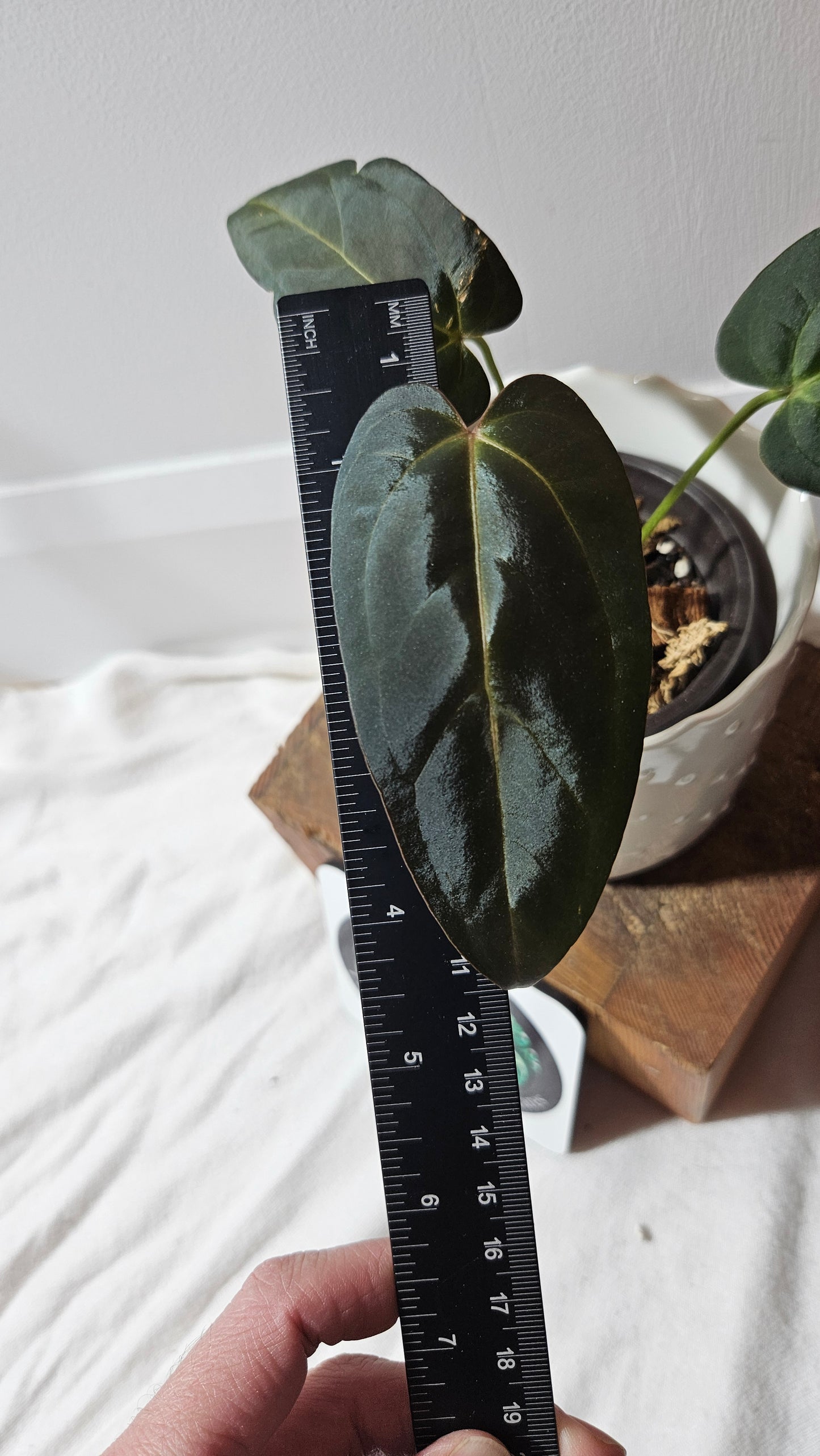 Anthurium Xone Hybrid "MEDIUM size" (ANT-287)