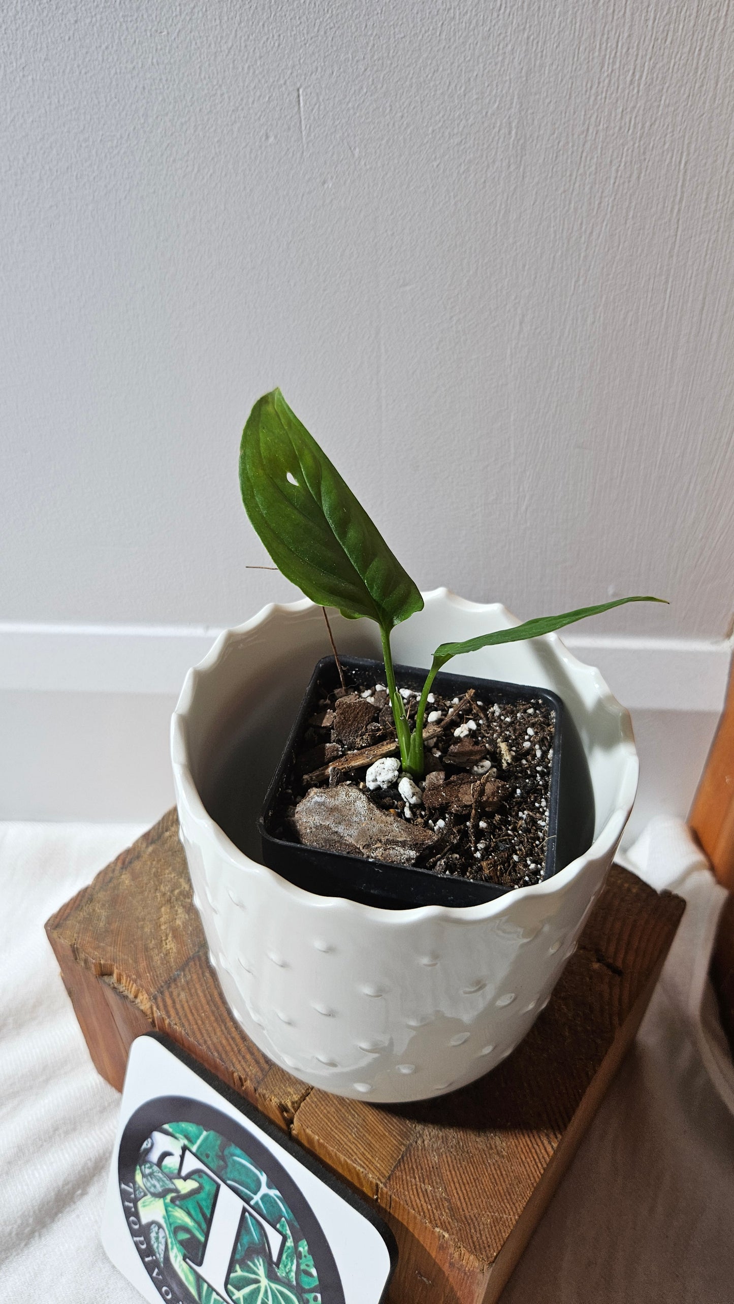 Monstera Obliqua Aff Tamarindo (MON-245)