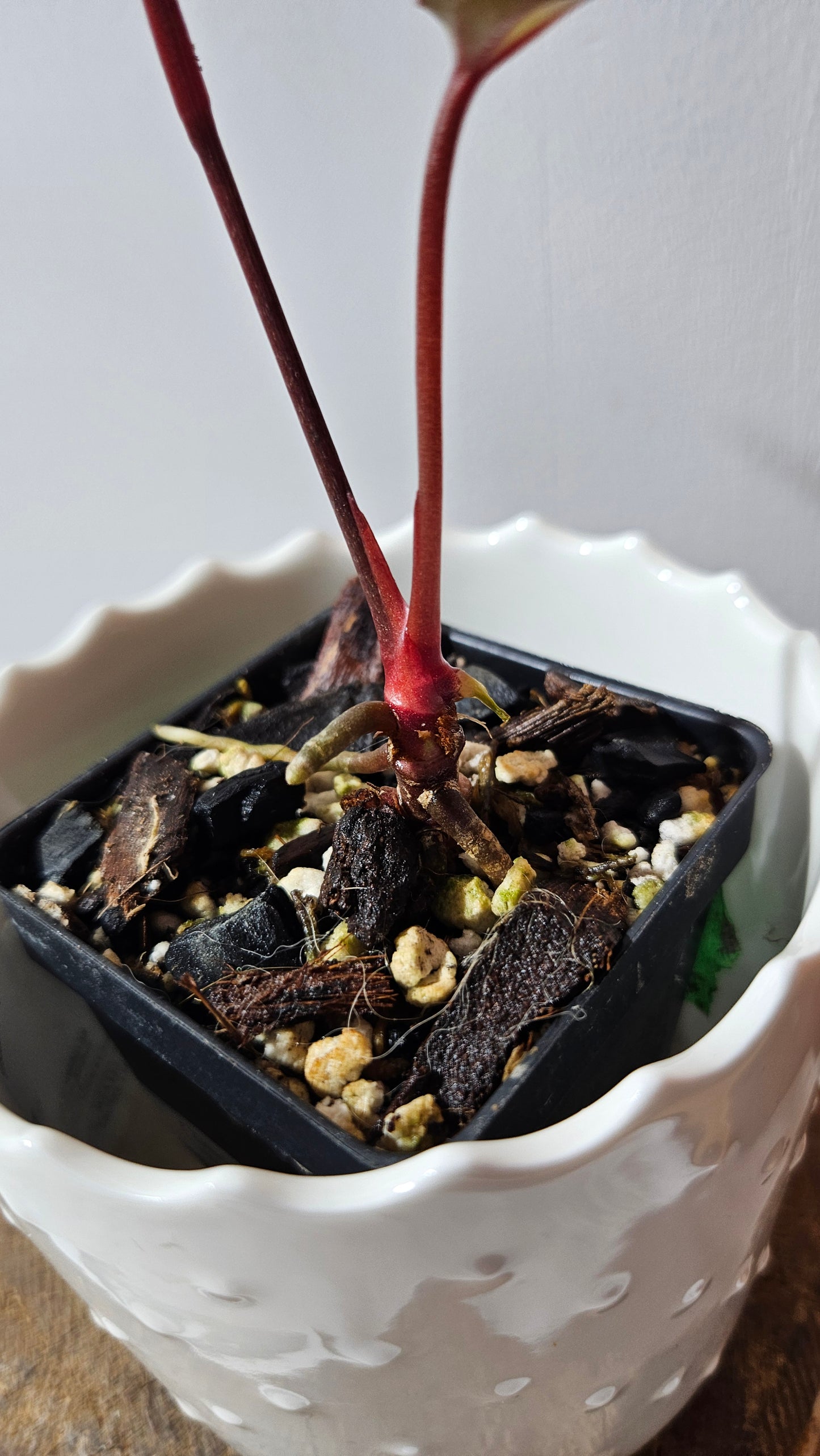Anthurium Red Stem "format PETIT" (ANT-515)