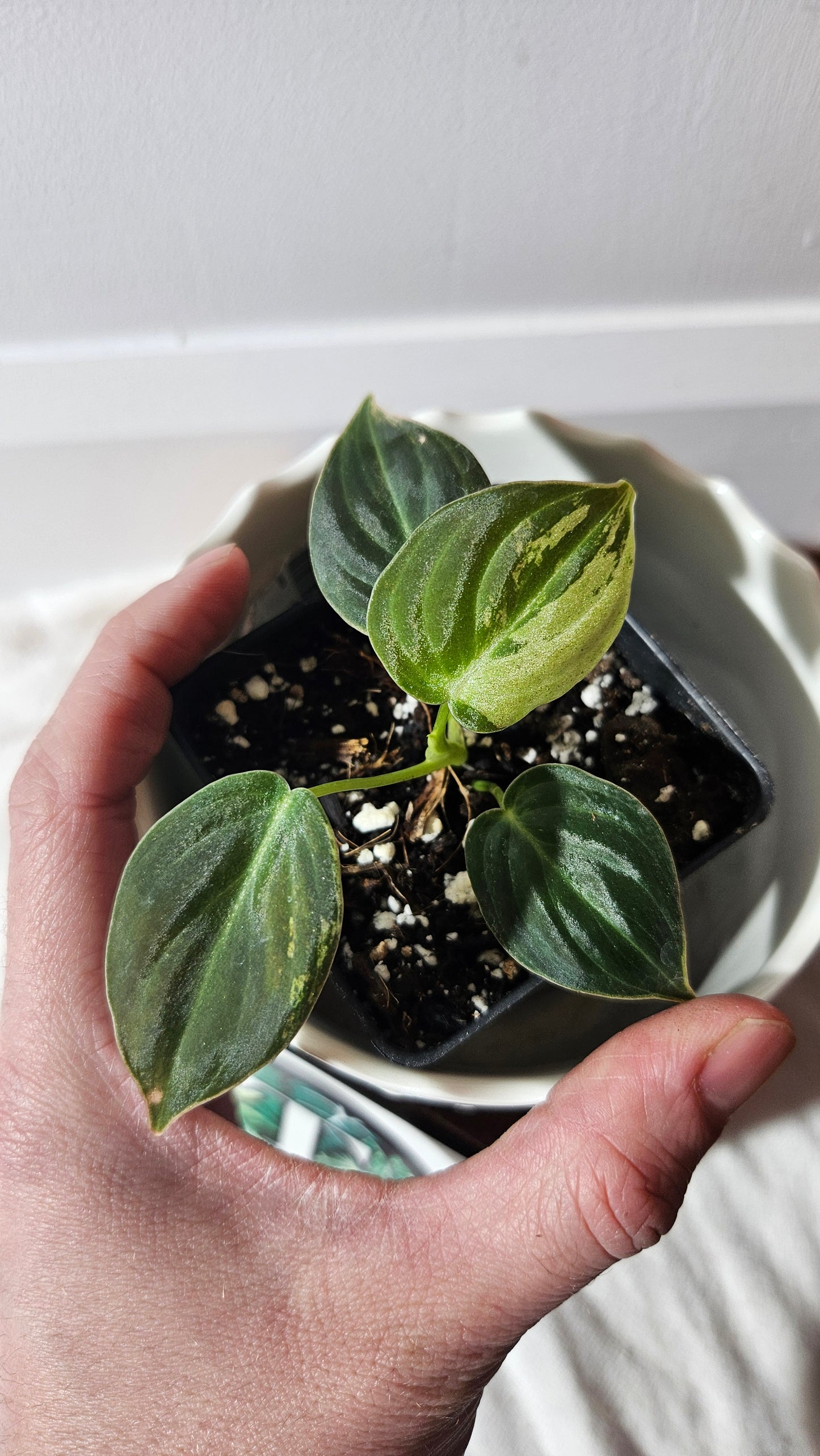 Philodendron Melanochrysum Variegata (PHI-767)