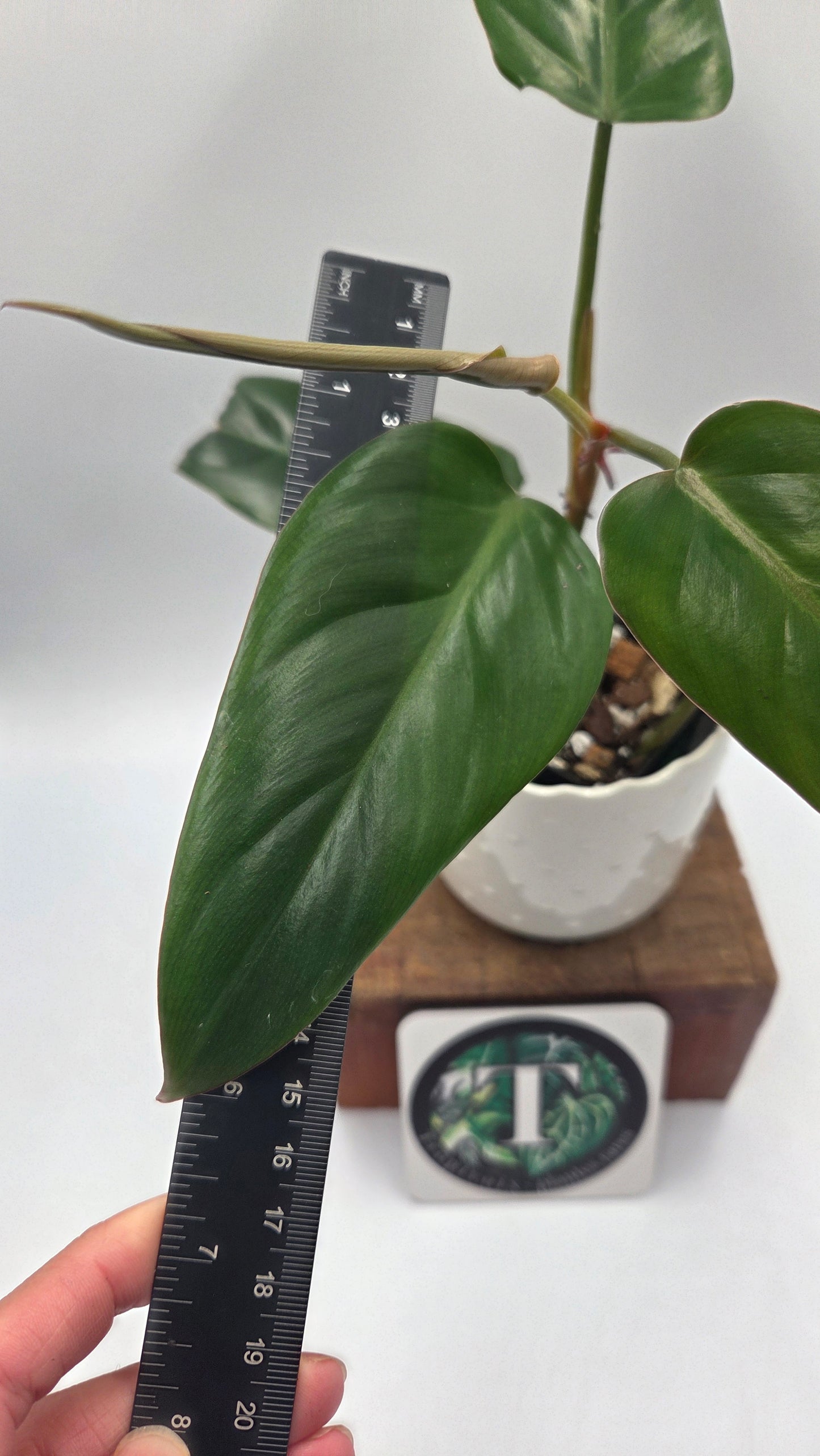 Philodendron Erubescens Chocolate (PHI-1069)