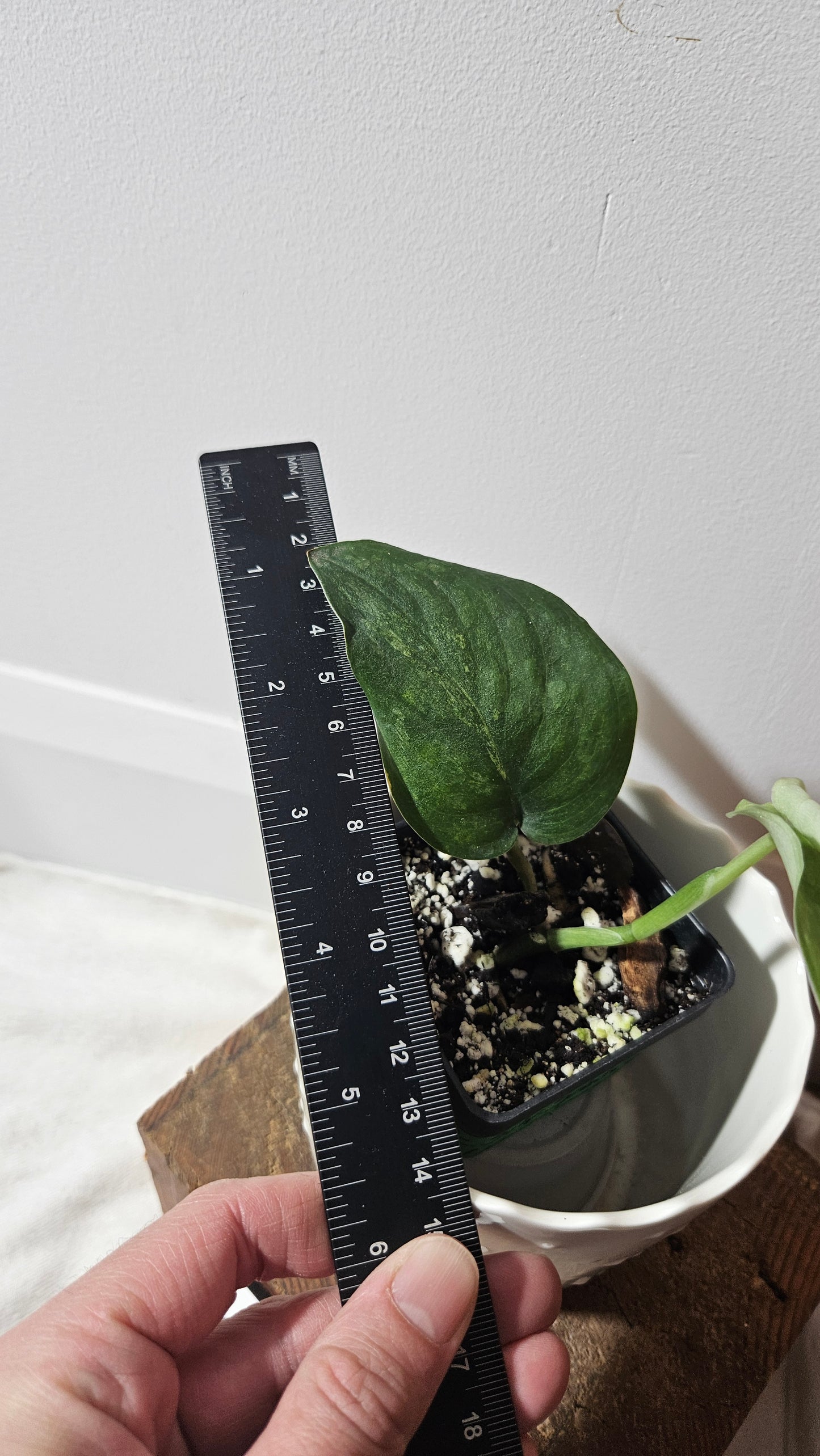 Scindapsus Silver Splash "Green on Green" (SCI-811)