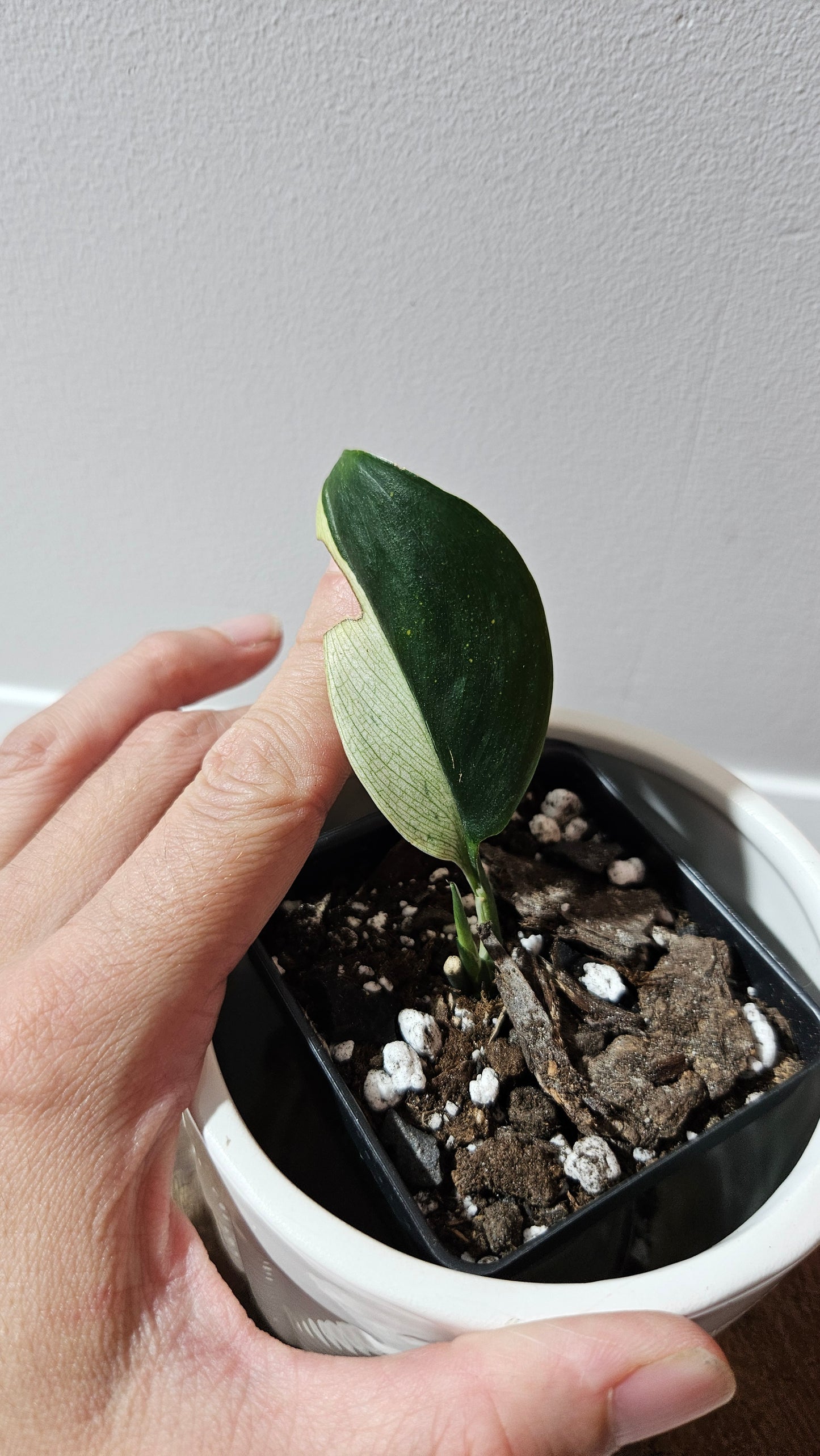 Scindapsus Treubii Dark Form albo (SCI-1264)