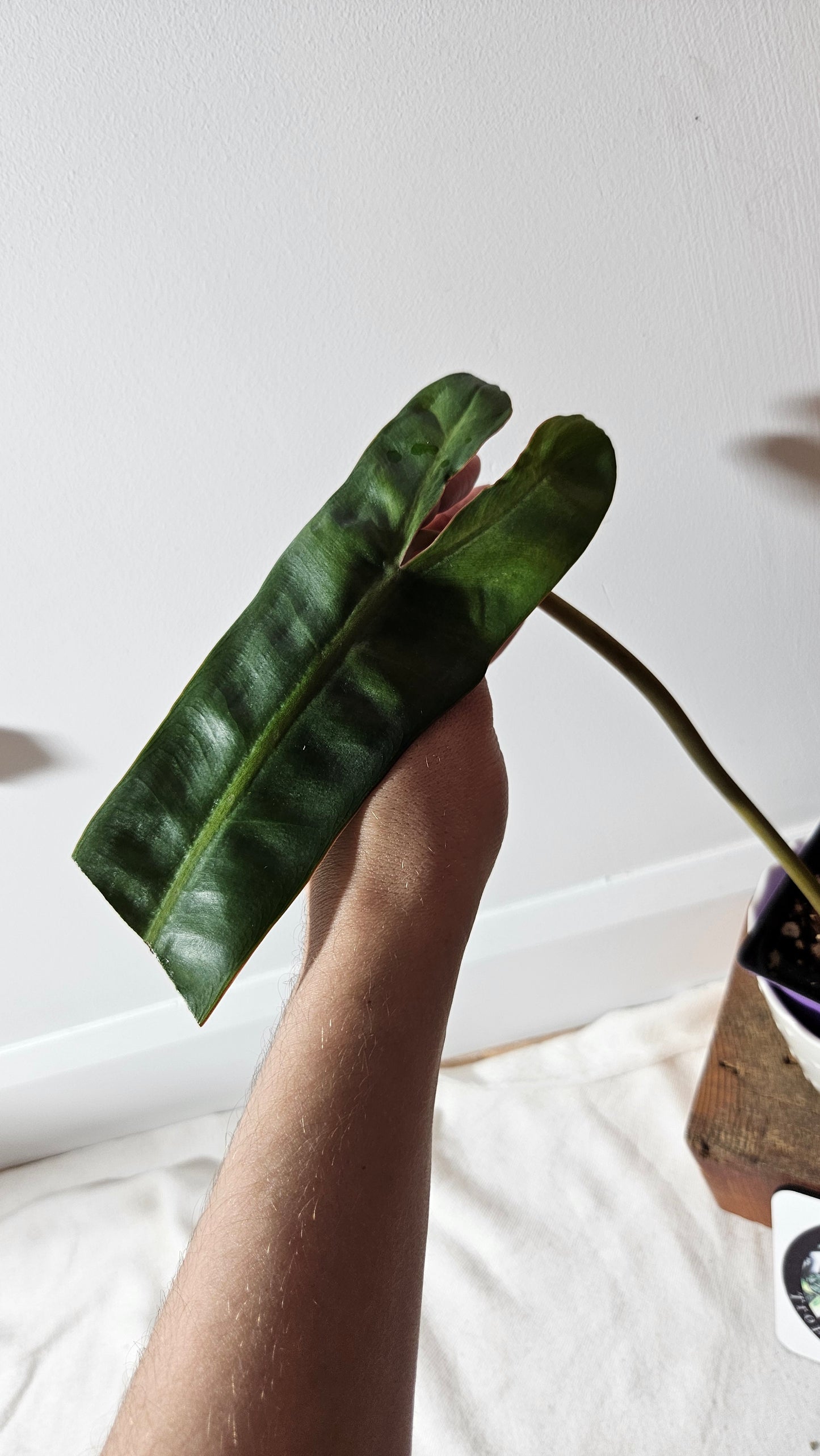 Philodendron Billietiae (PHI-403)