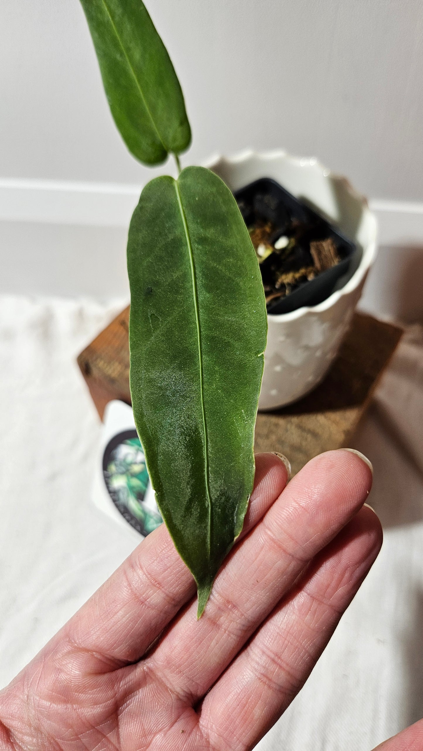 Anthurium Cirinoi X Warocqueanum "format PETIT" (ANT-486)