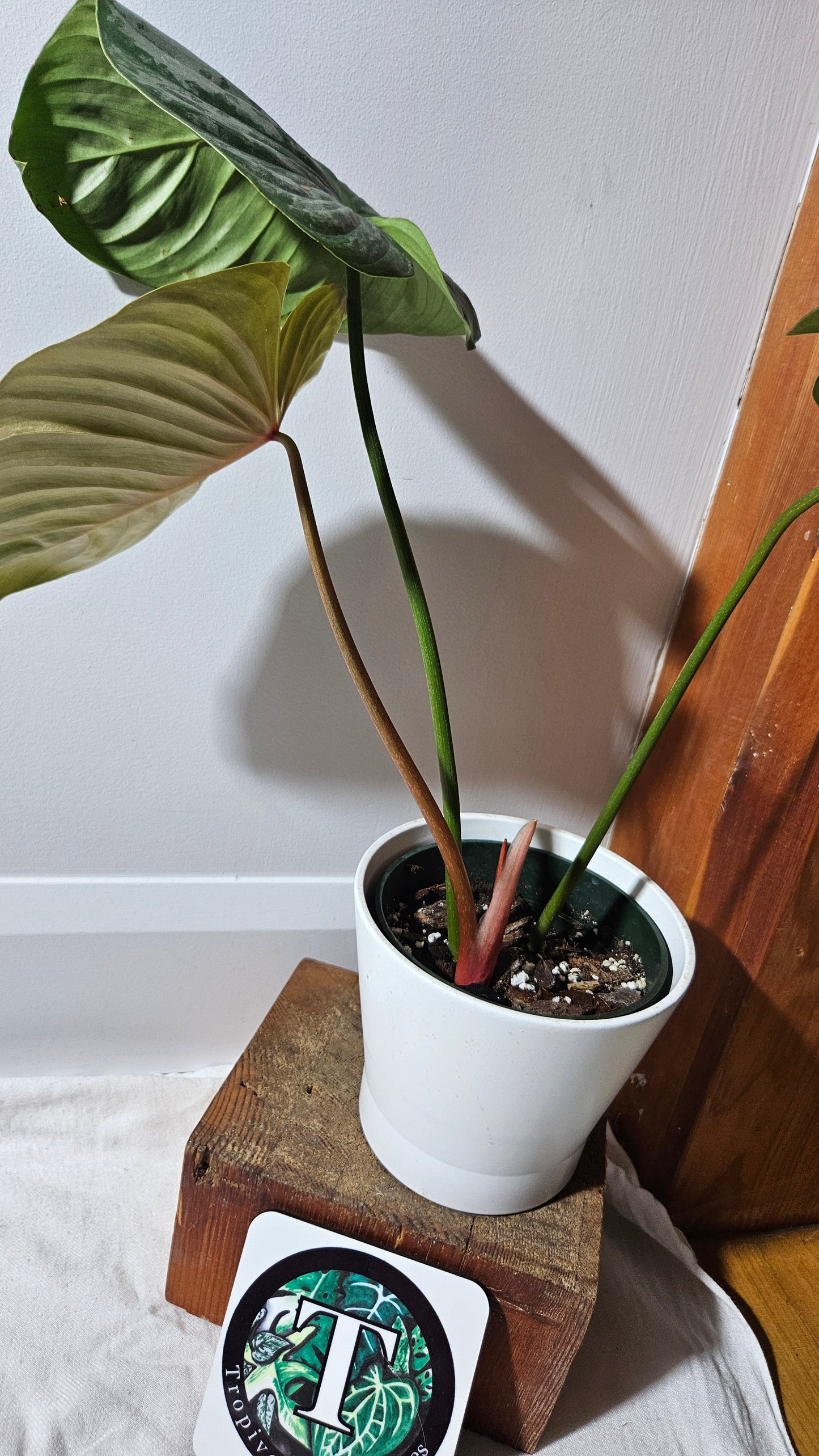 Philodendron Mamei X Lynamii (PHI-937)