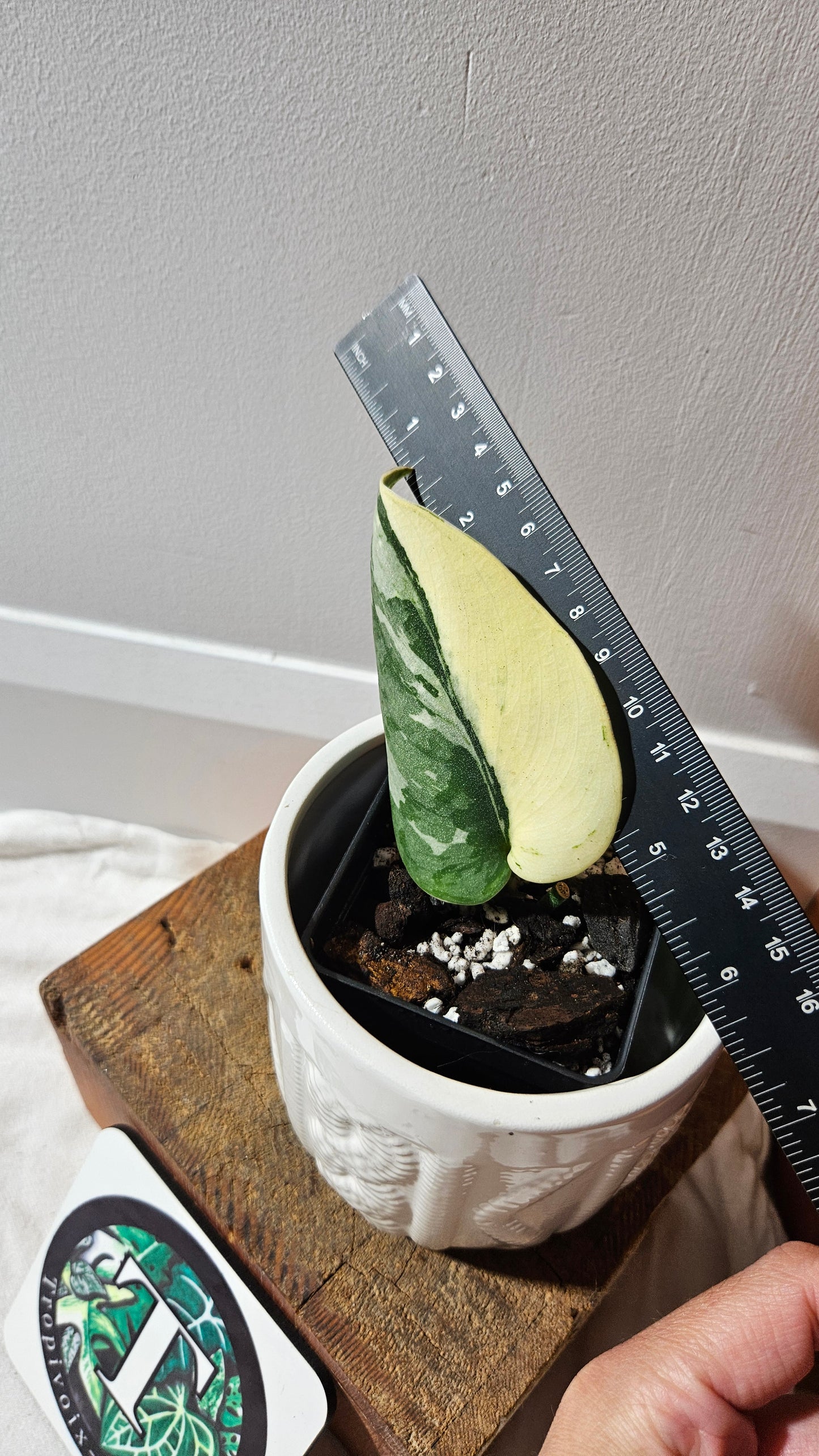 Scindapsus Bunaken (SCI-1181)