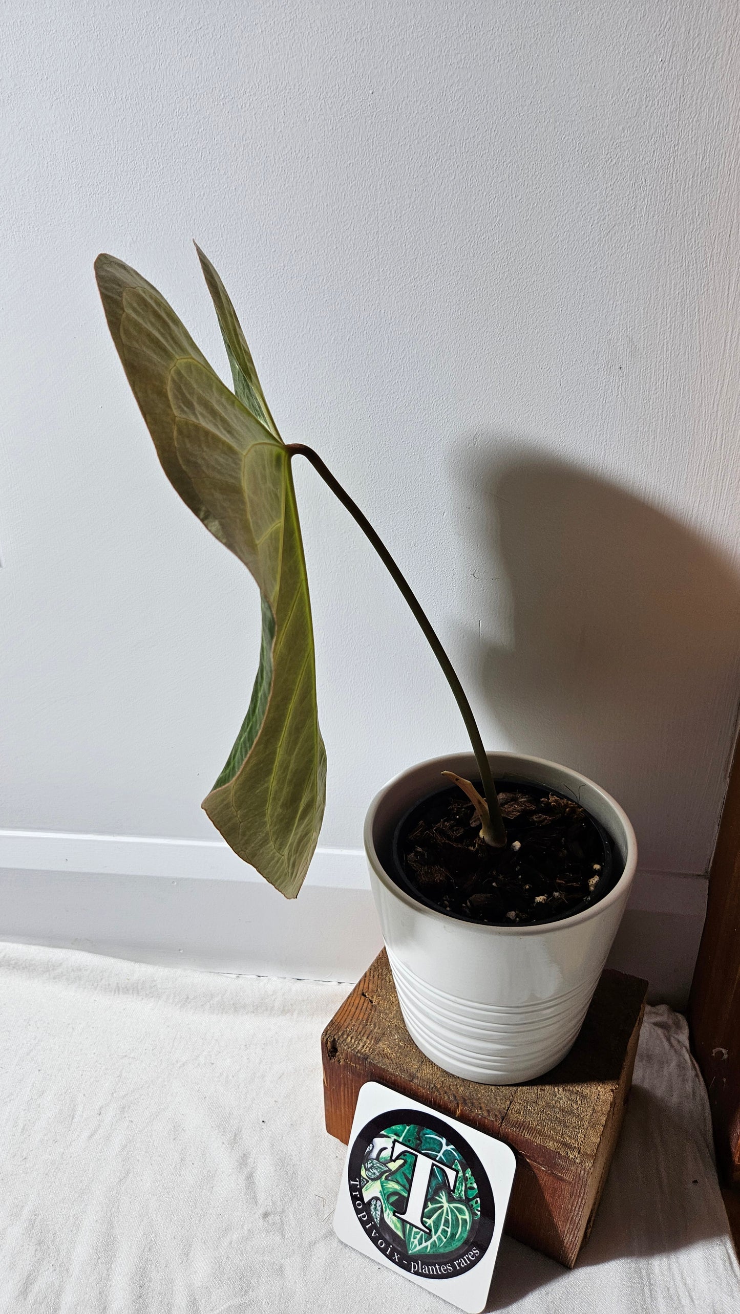 Anthurium Besseae Aff Black "Format LARGE" (ANT-566)