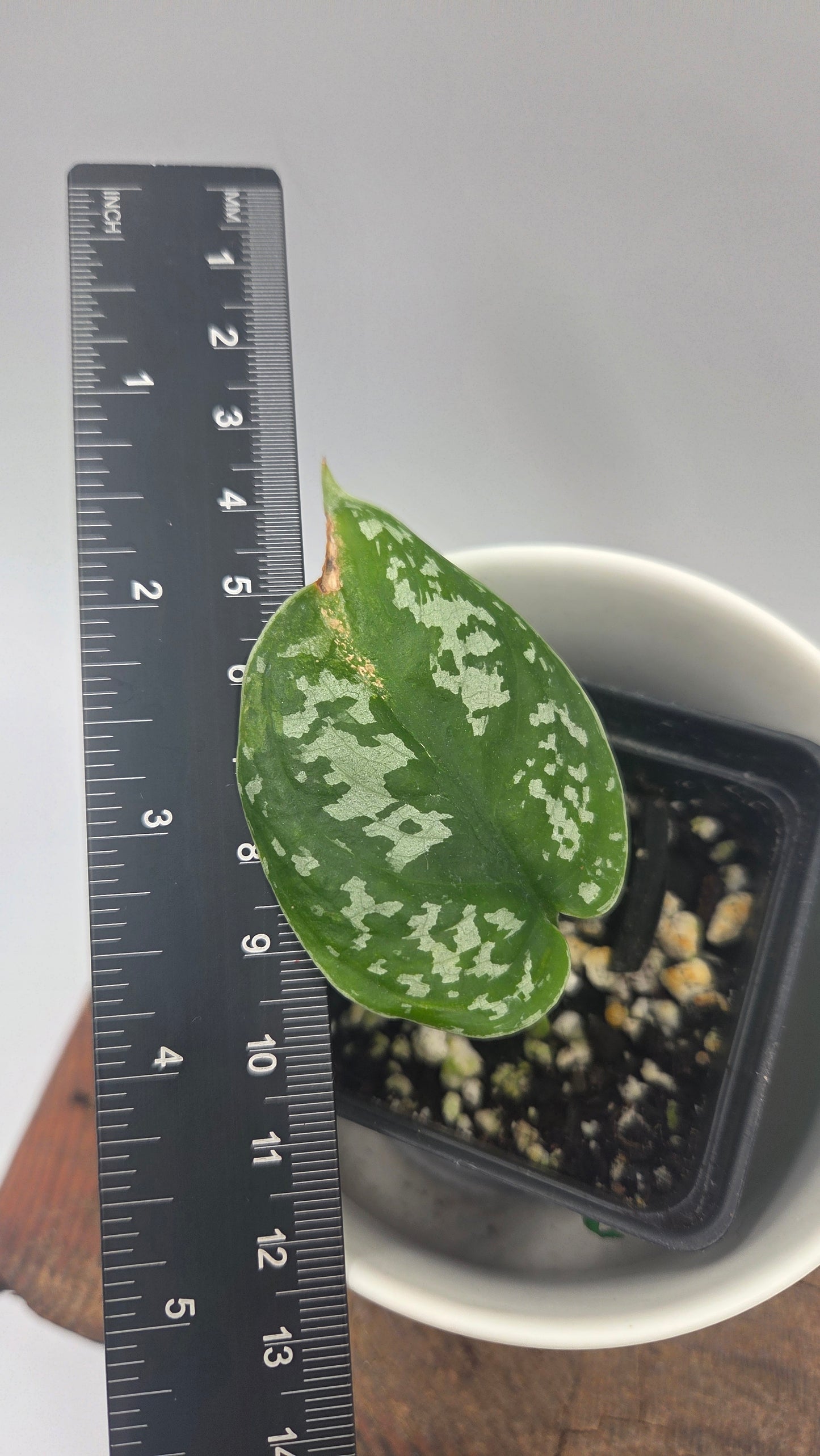 Scindapsus Exotica Batik (SCI-1286)