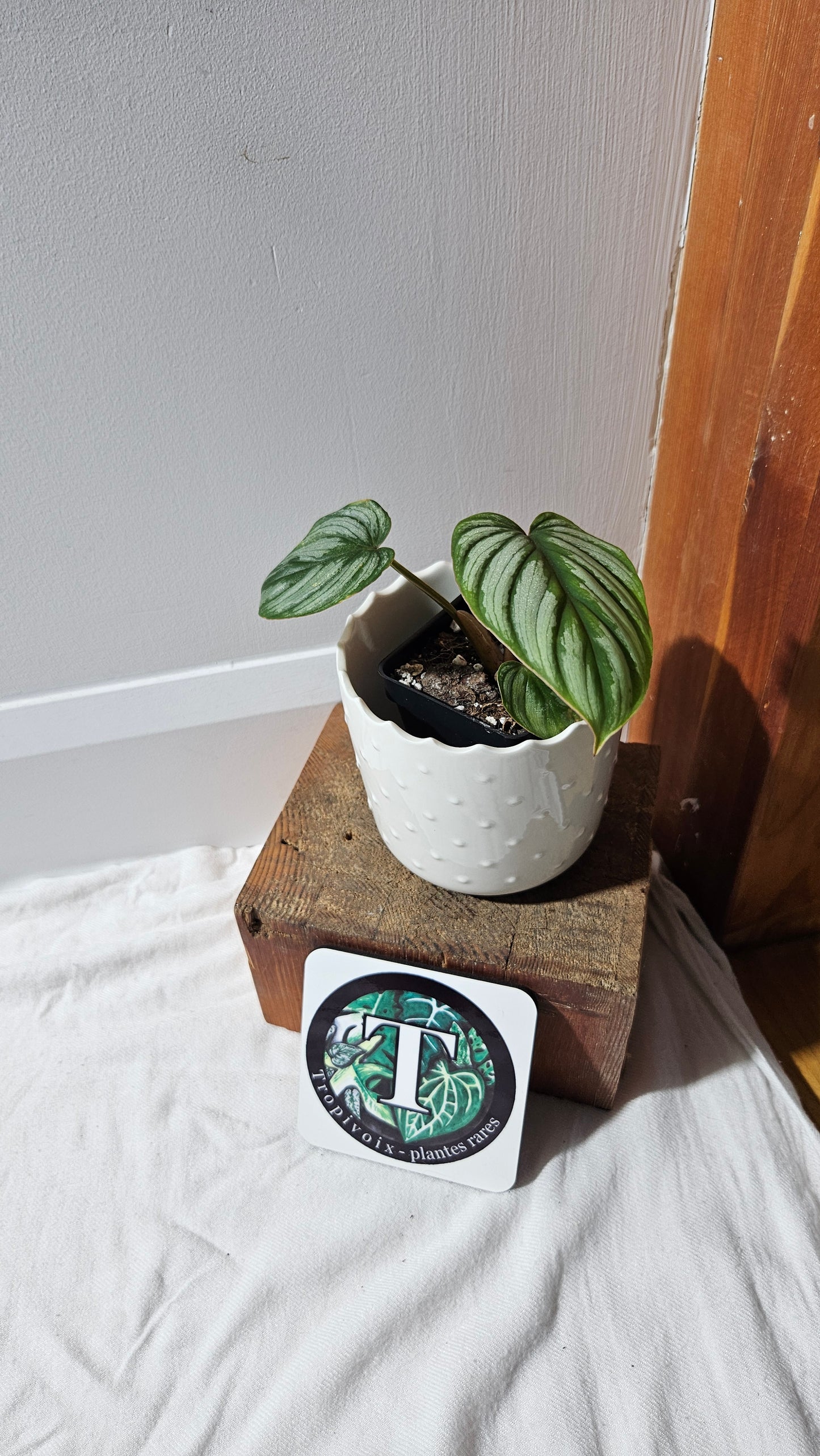 Philodendron Mamei White (PHI-872)