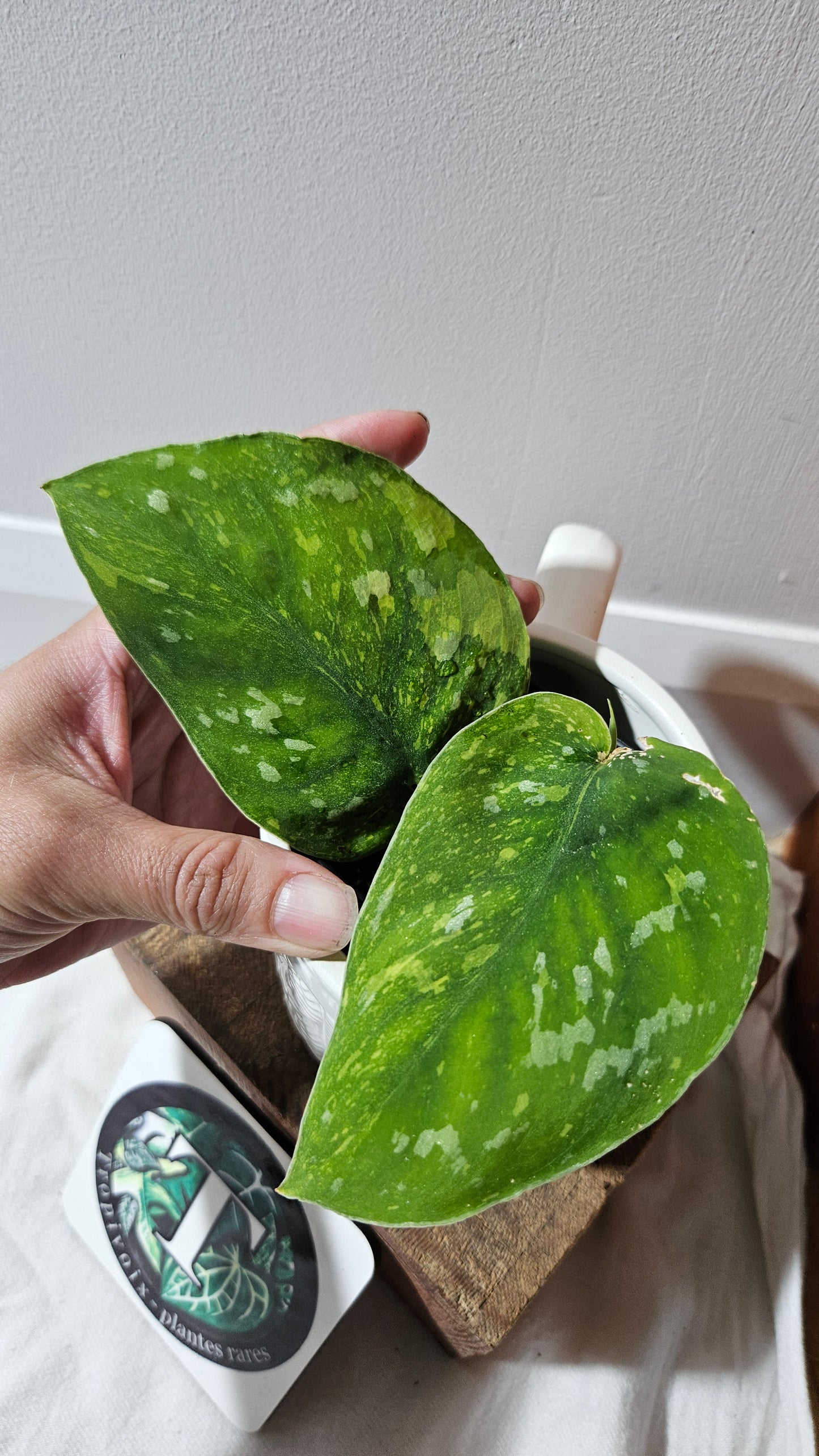 Scindapsus Baticon "Grade A" (SCI-1166)