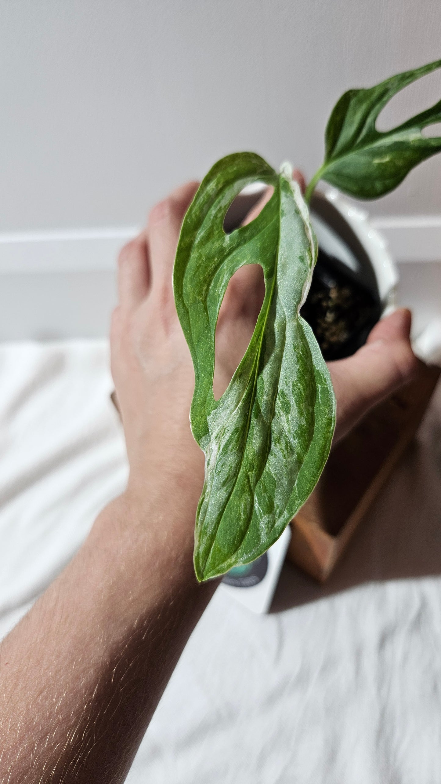 Monstera Andasonii Mint/Indo (MON-420)