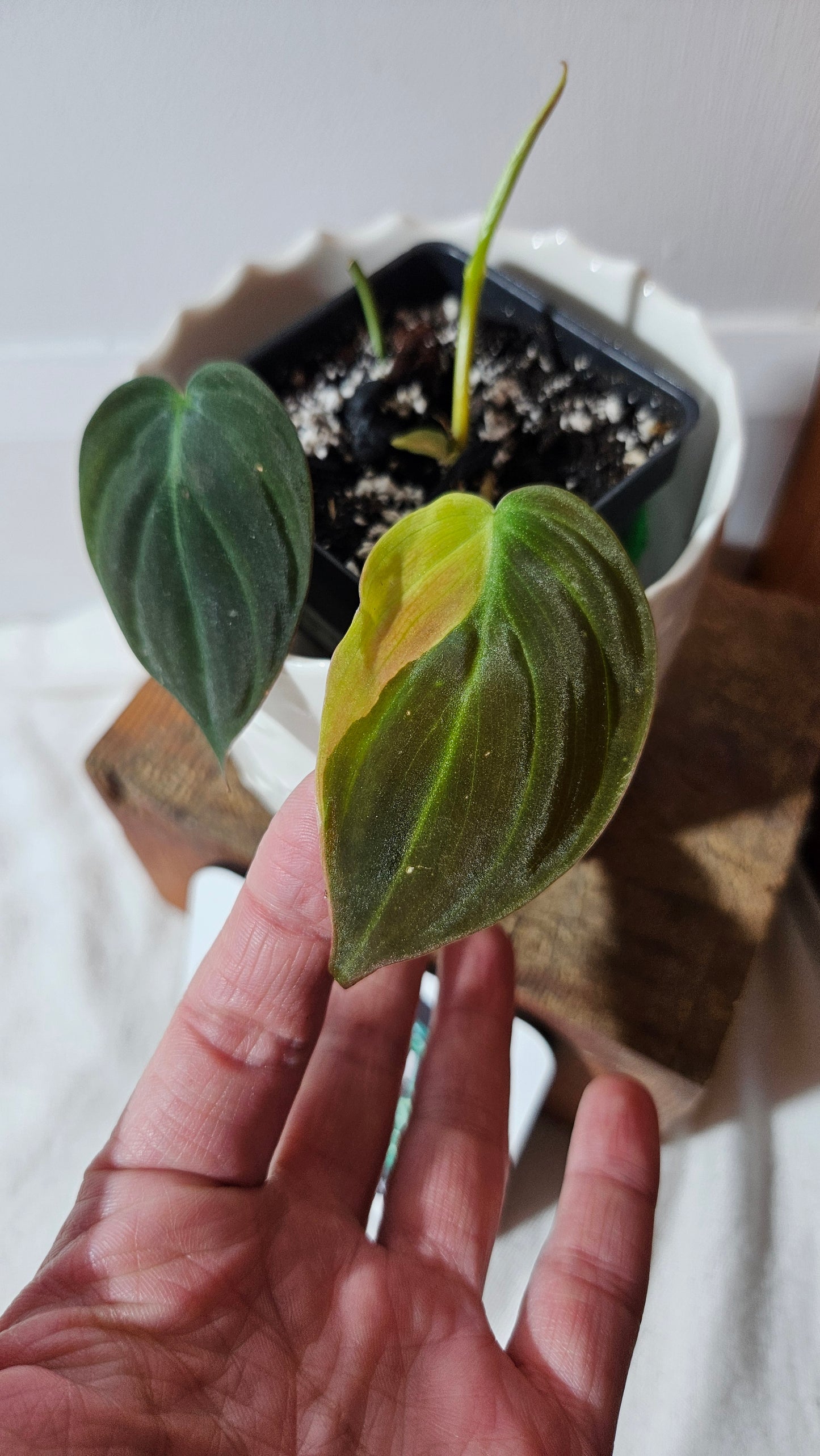 Philodendron Mican Variegata (PHI-788)