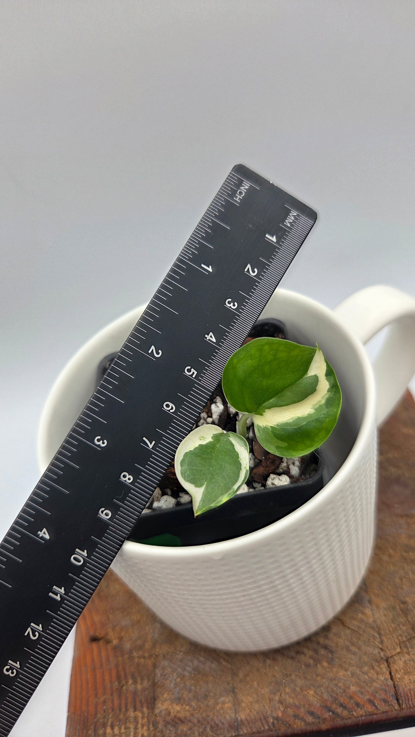 Epipremnum Aureum Glacier (EPI-239)