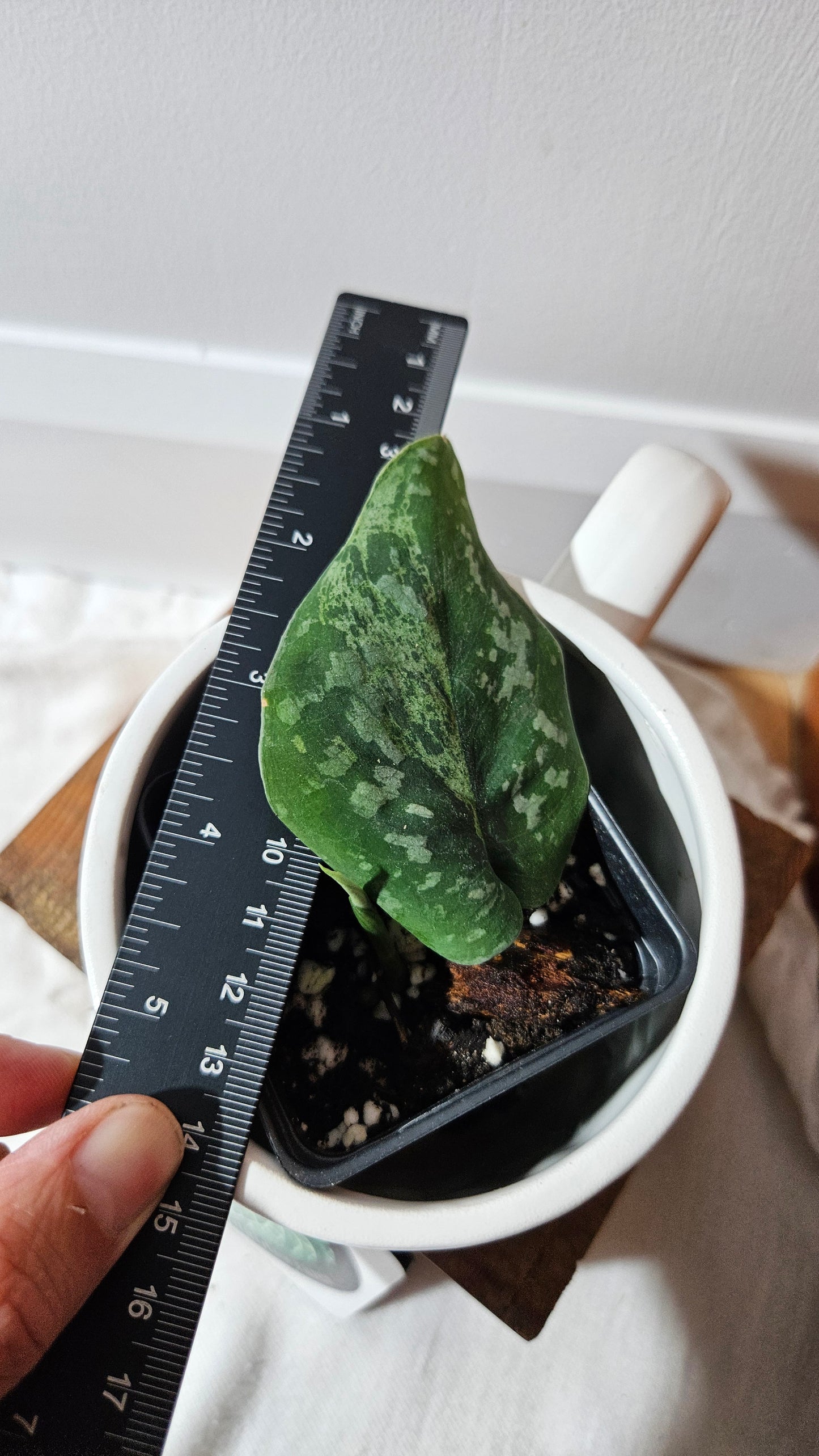 Scindapsus Argyraeus Mejile (SCI-1307)
