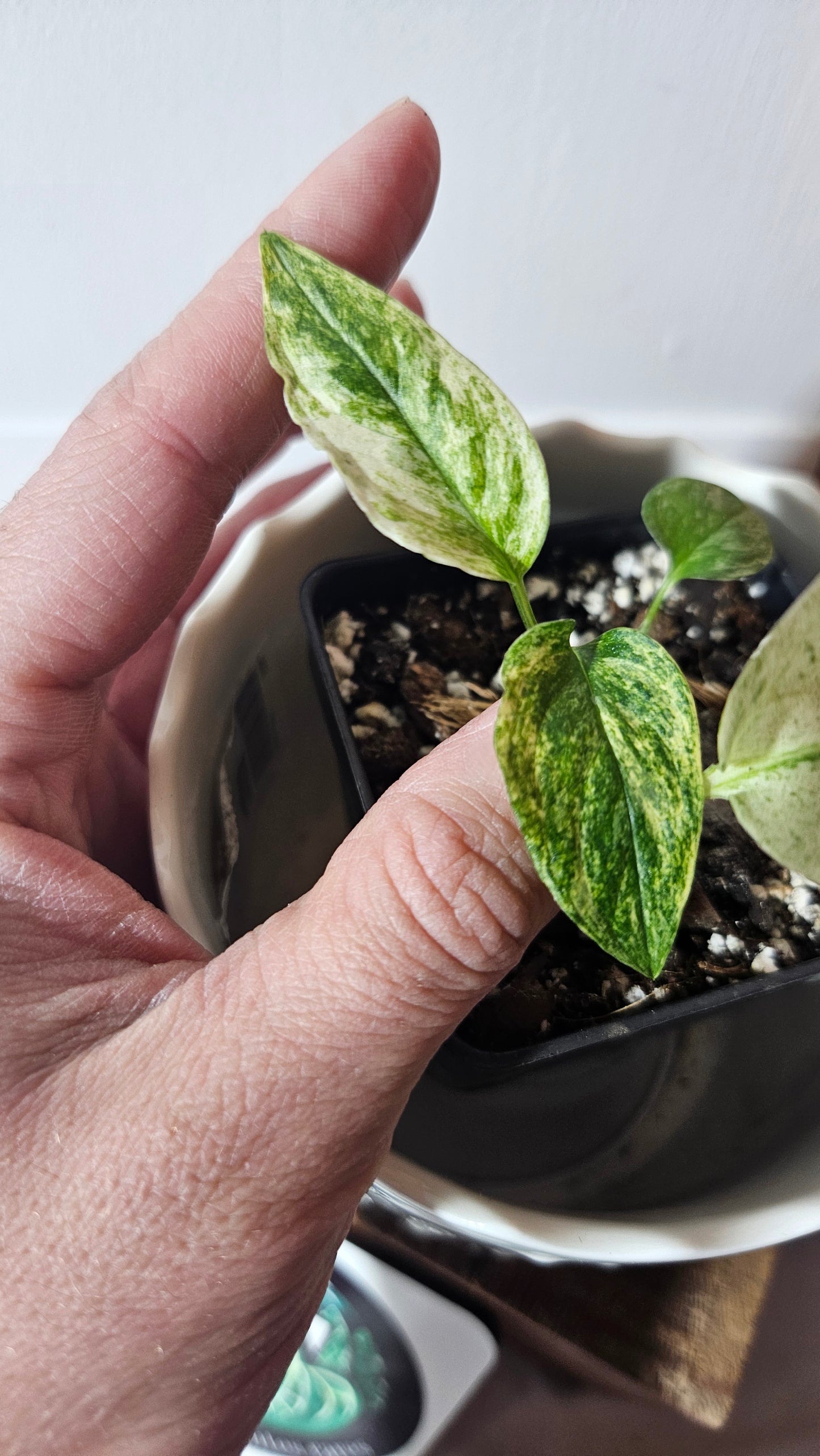 Monstera Laniata Mint (MON-391)