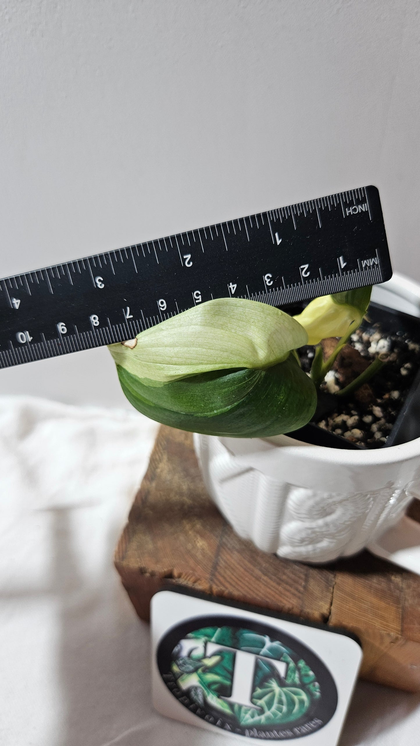 Scindapsus Blue Albo (SCI-1203)