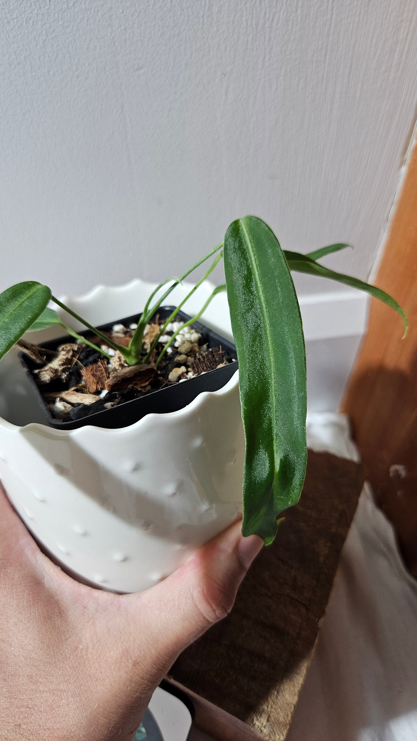 Anthurium Pallidiflorum Super Black "format PETIT"(ANT-450)