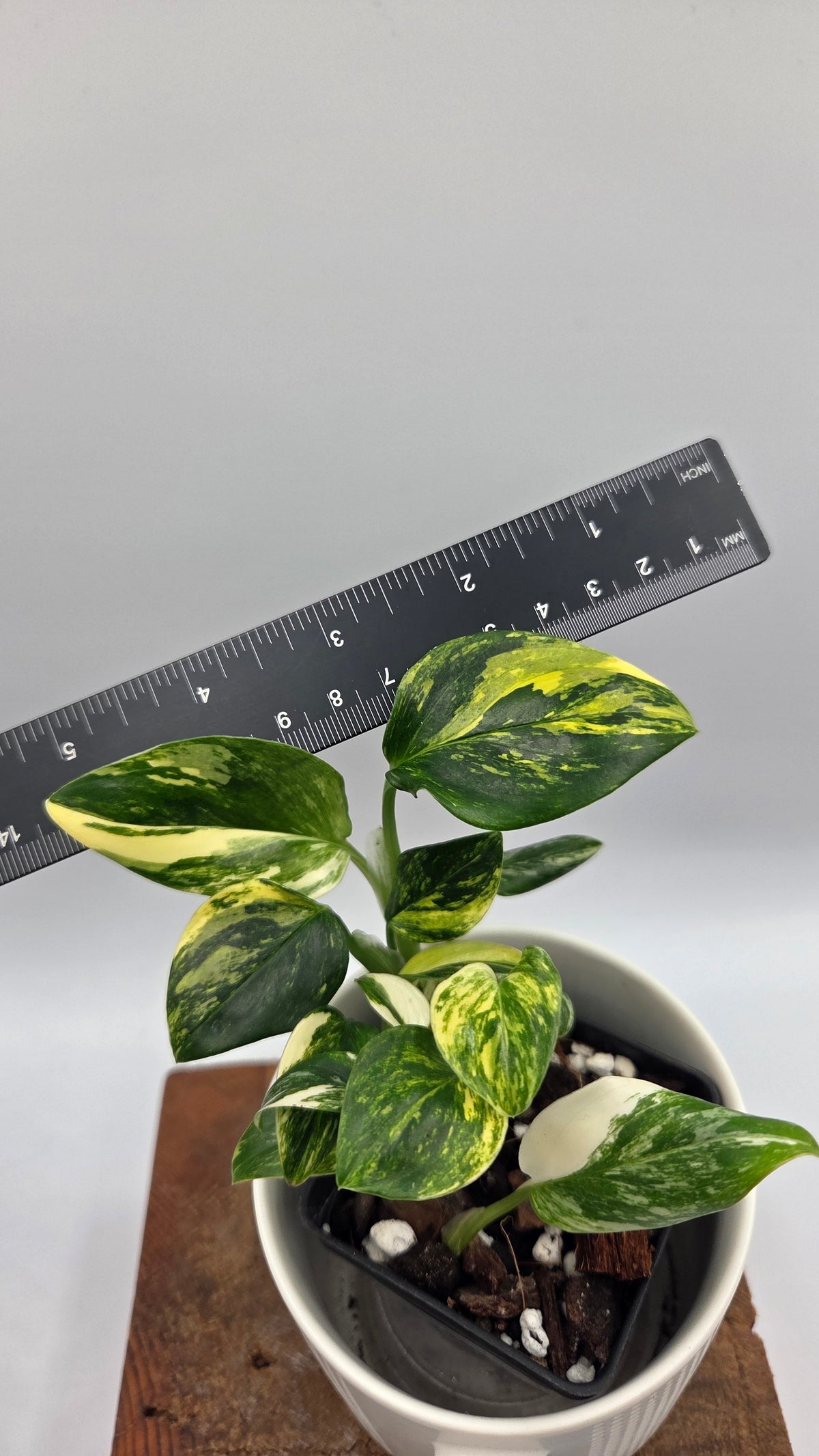 Monstera Standleyana Aurea (MON-582)