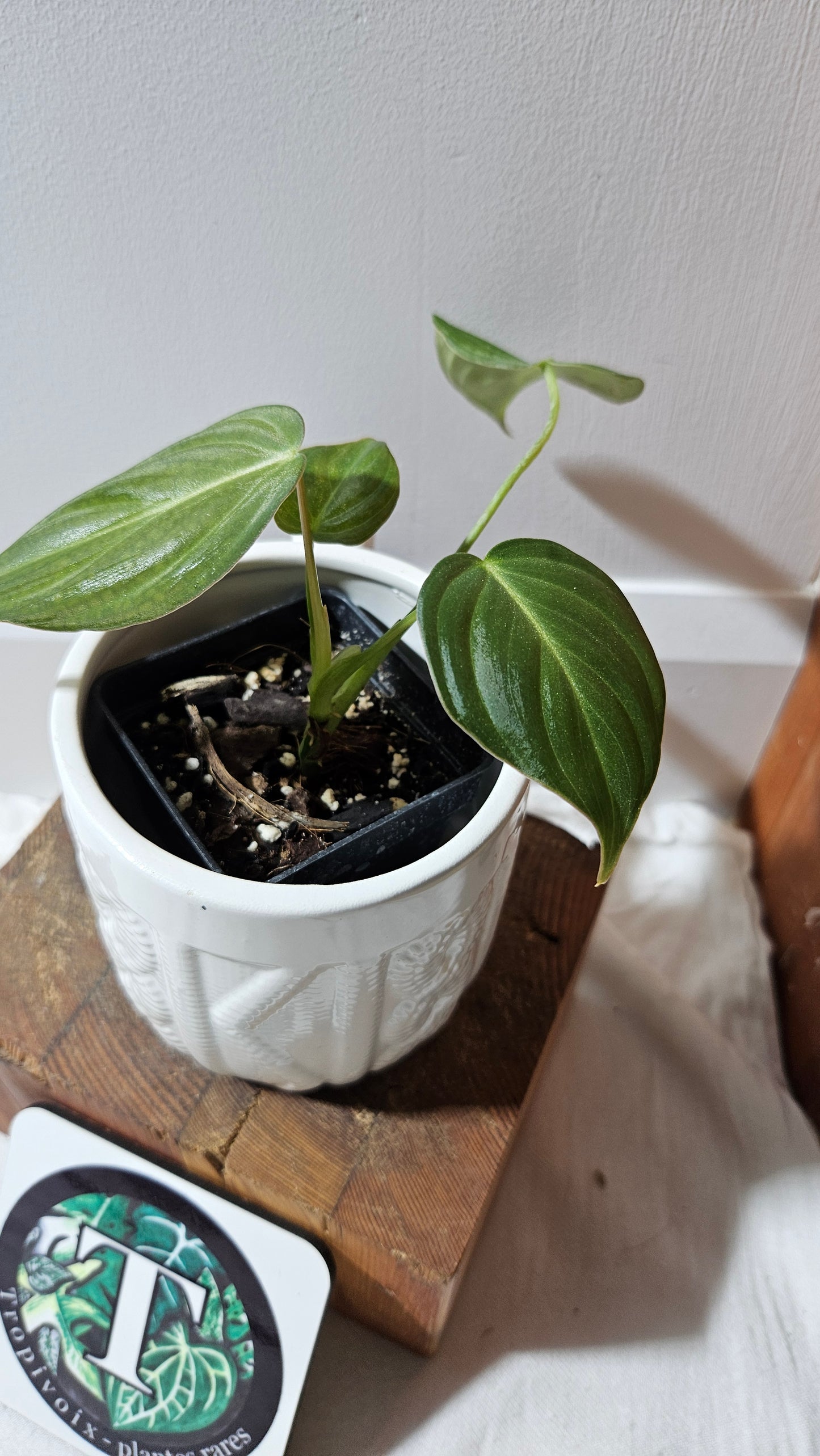 Philodendron Glorious (PHI-900)
