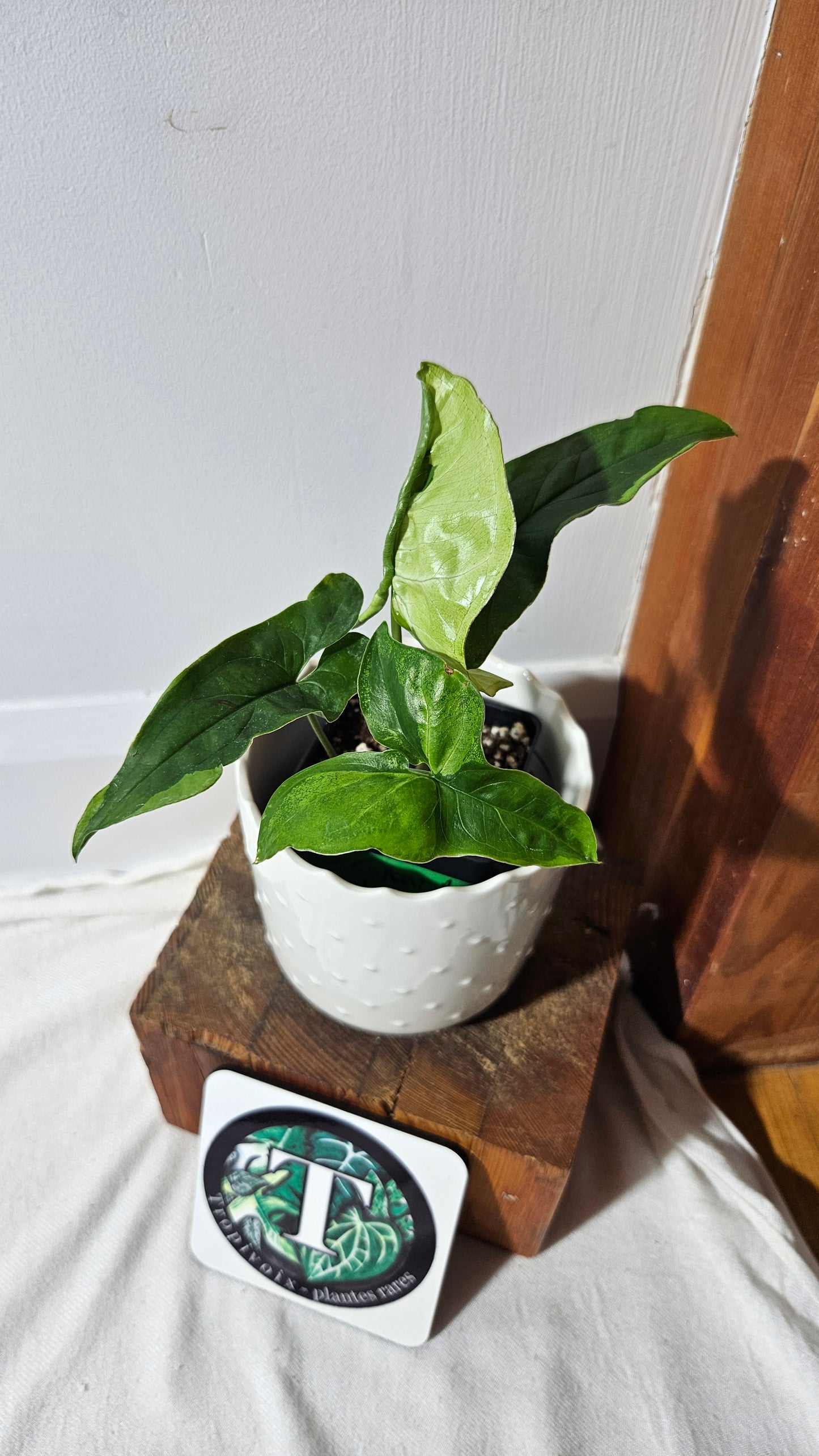 Syngonium Green Beauty (SYN-447)