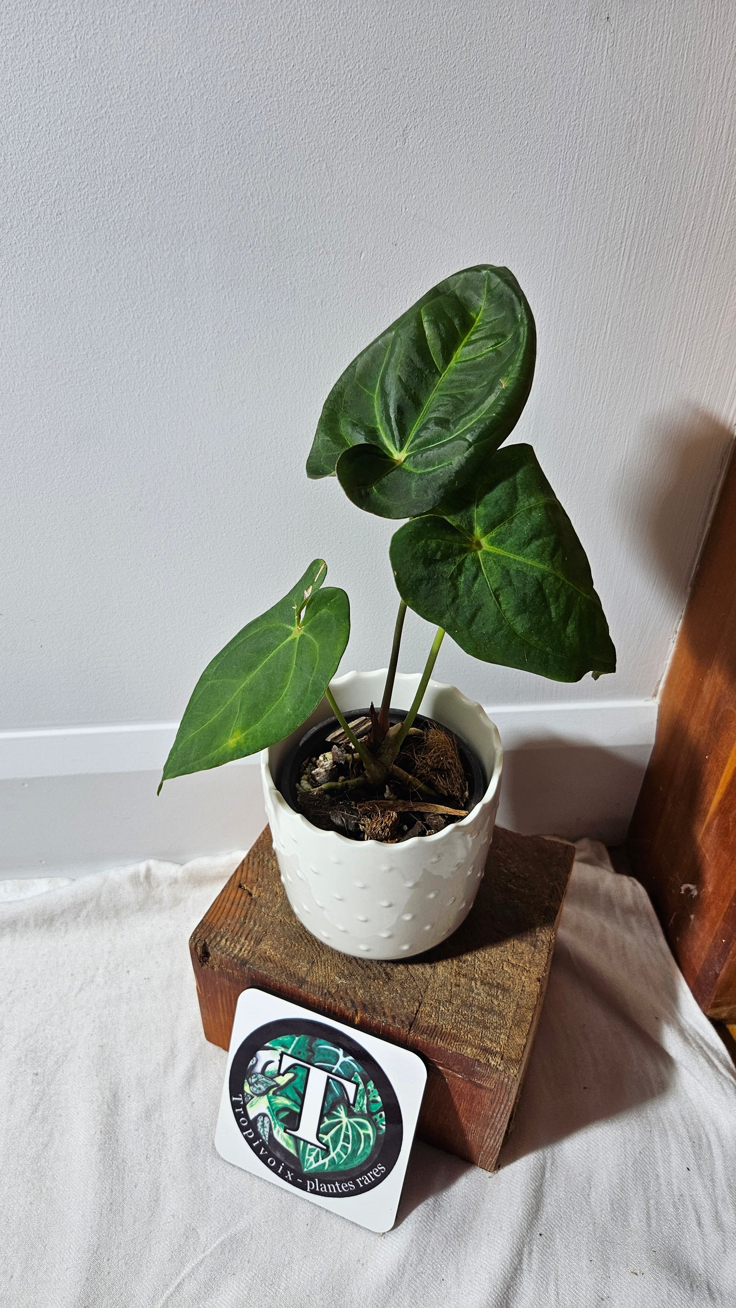 Anthurium Goliath "format MOYEN" (ANT-256)