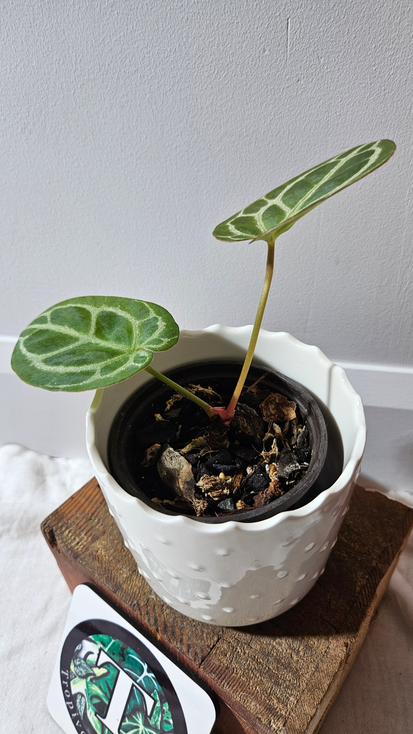 Anthurium Crystallinum Chocolate "format PETIT" (ANT-264)