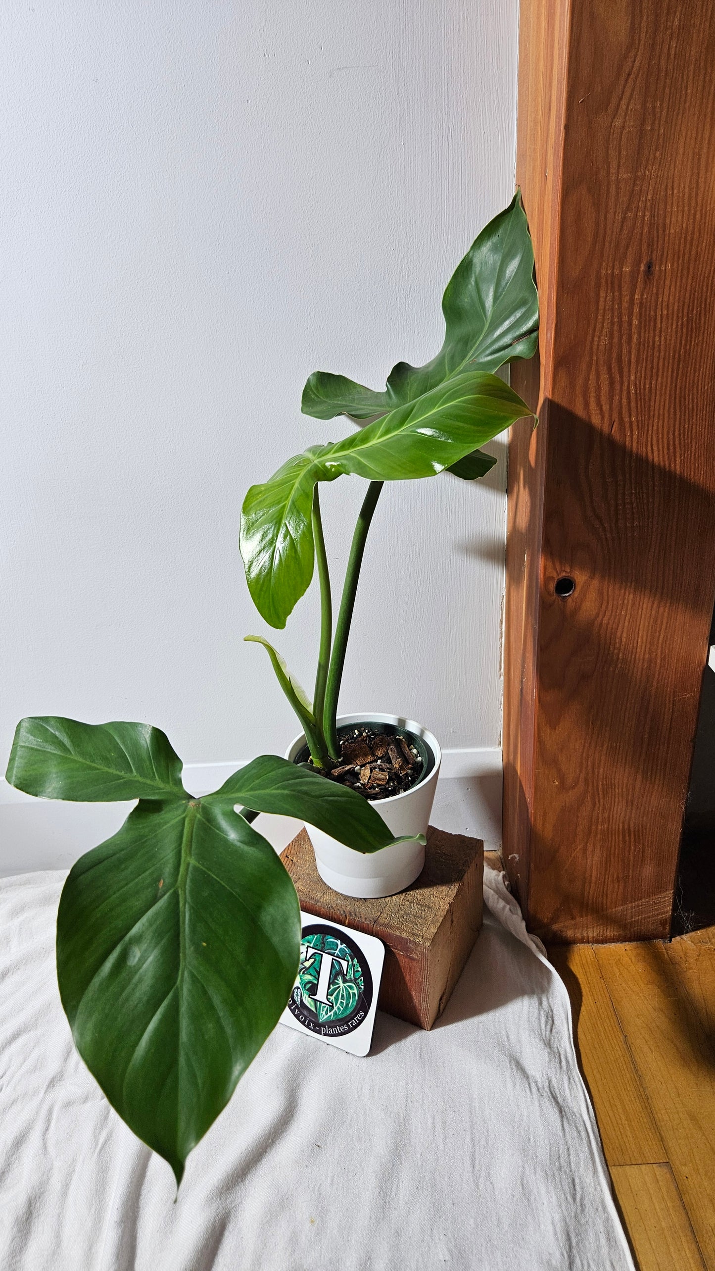 Philodendron Santamartinense (PHI-936)