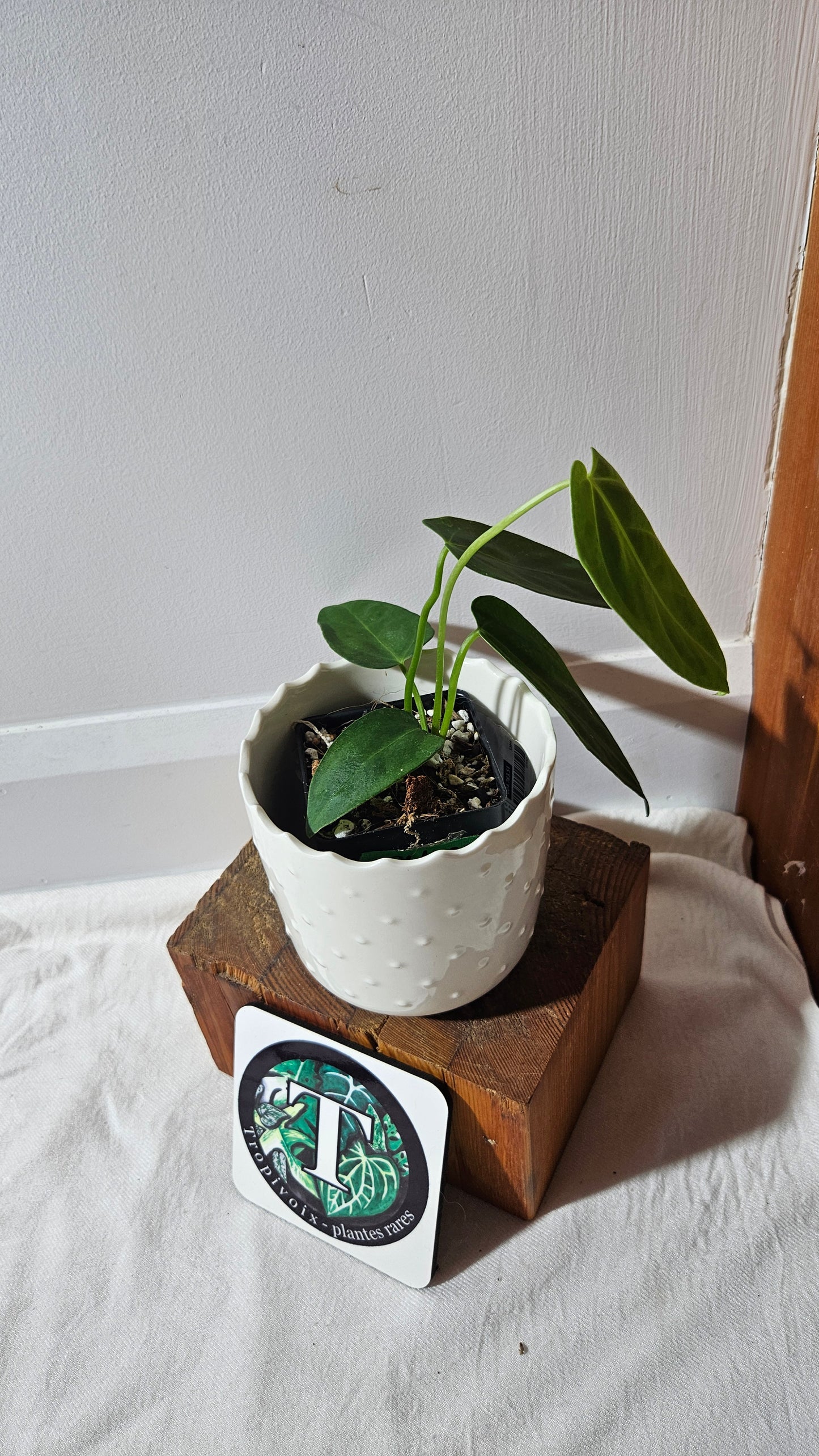 Anthurium Cirinoi X Forgetti "format MOYEN"(ANT-434)