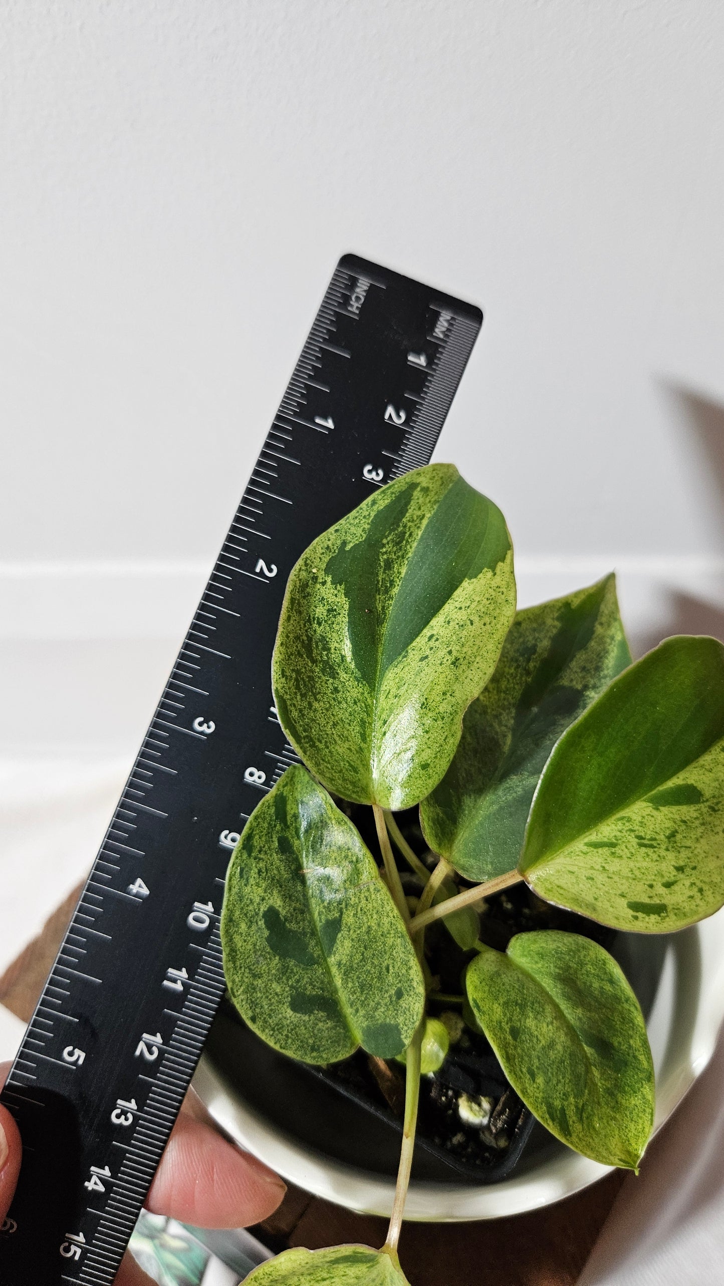 Philodendron BurleMarx Variegata X Paraiso Verde (PHI-859)