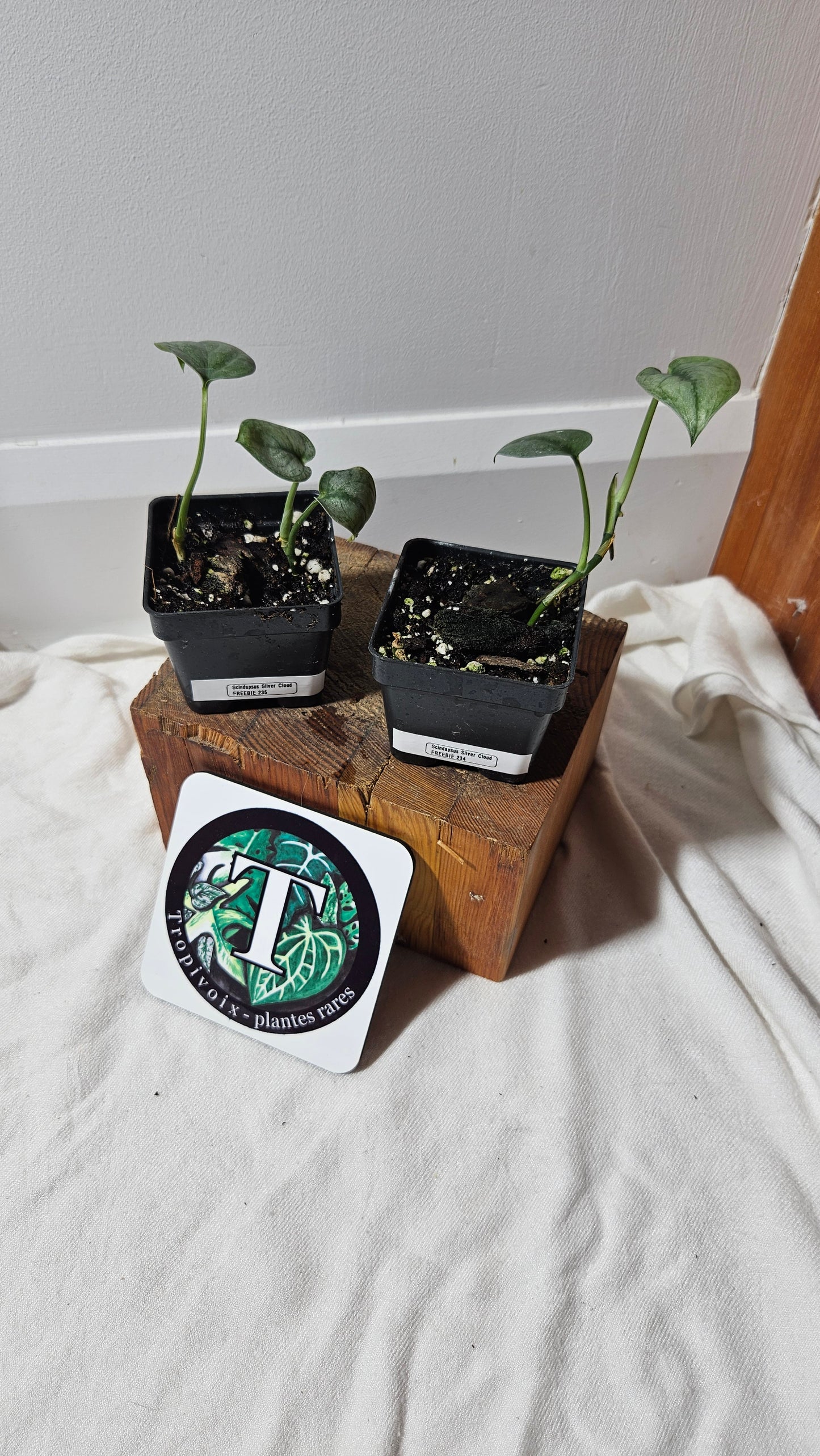 "FREEBIE 234-235" (with purchase of $30 before taxes) Scindapsus Silver Cloud 1 FREEBIE/PERSON