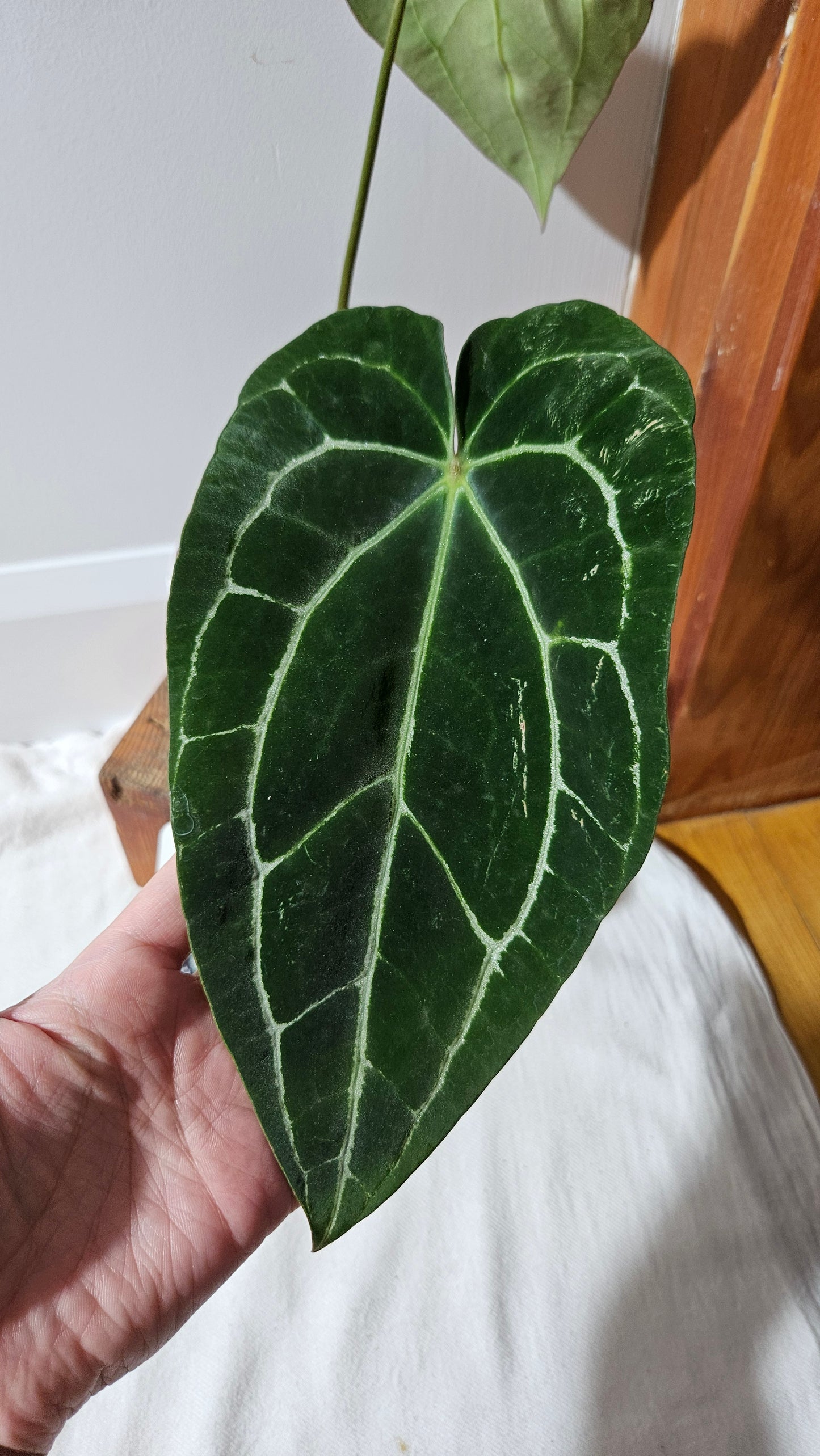 Anthurium Crystallinum Dark (ANT-415)