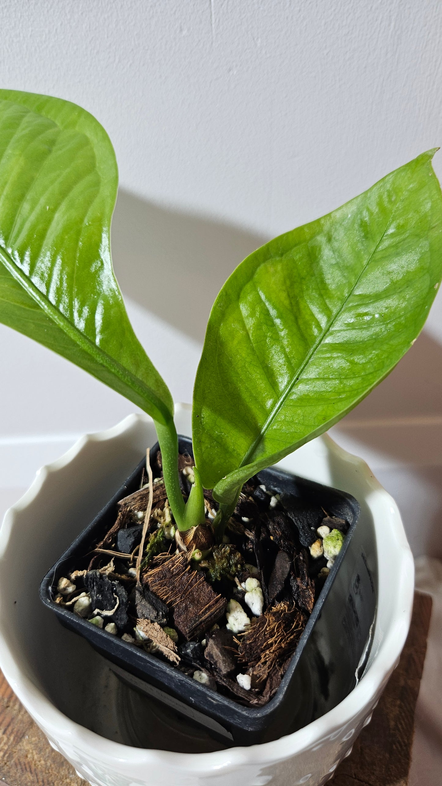 Anthurium Oxycarpum "format PETIT"(ANT-301)