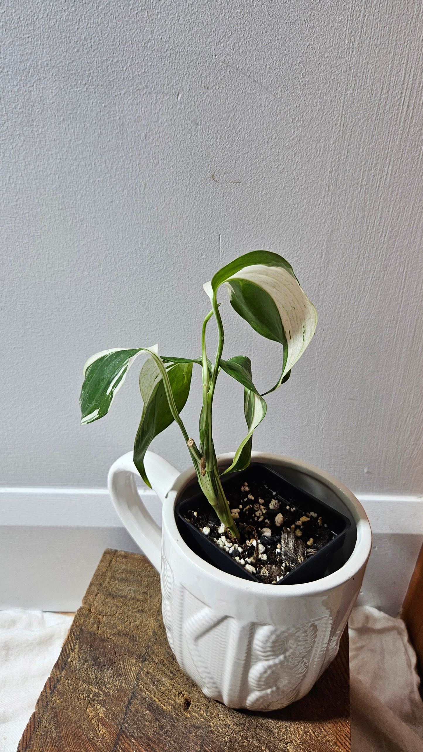 Scindapsus Blue Albo Tricolore (SCI-1241)