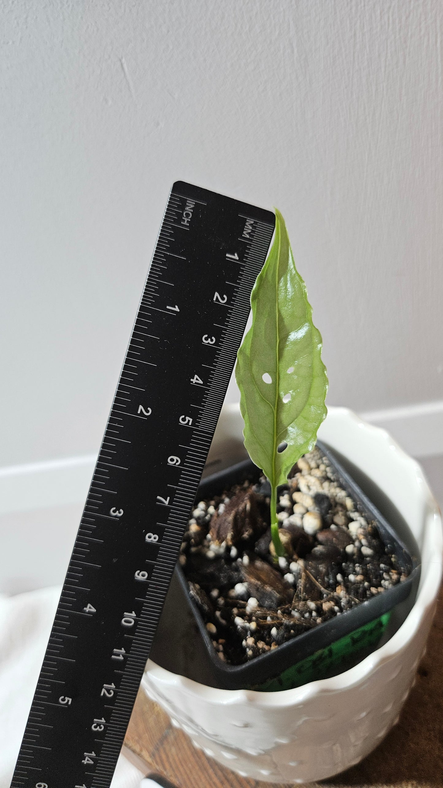 Monstera Obliqua Peru (MON-424)