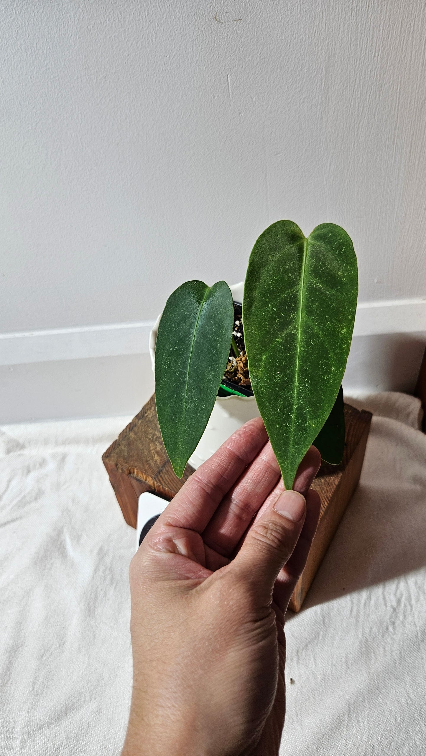 Anthurium Cirinoi aff Black Velvet "format MOYEN"(ANT-433)