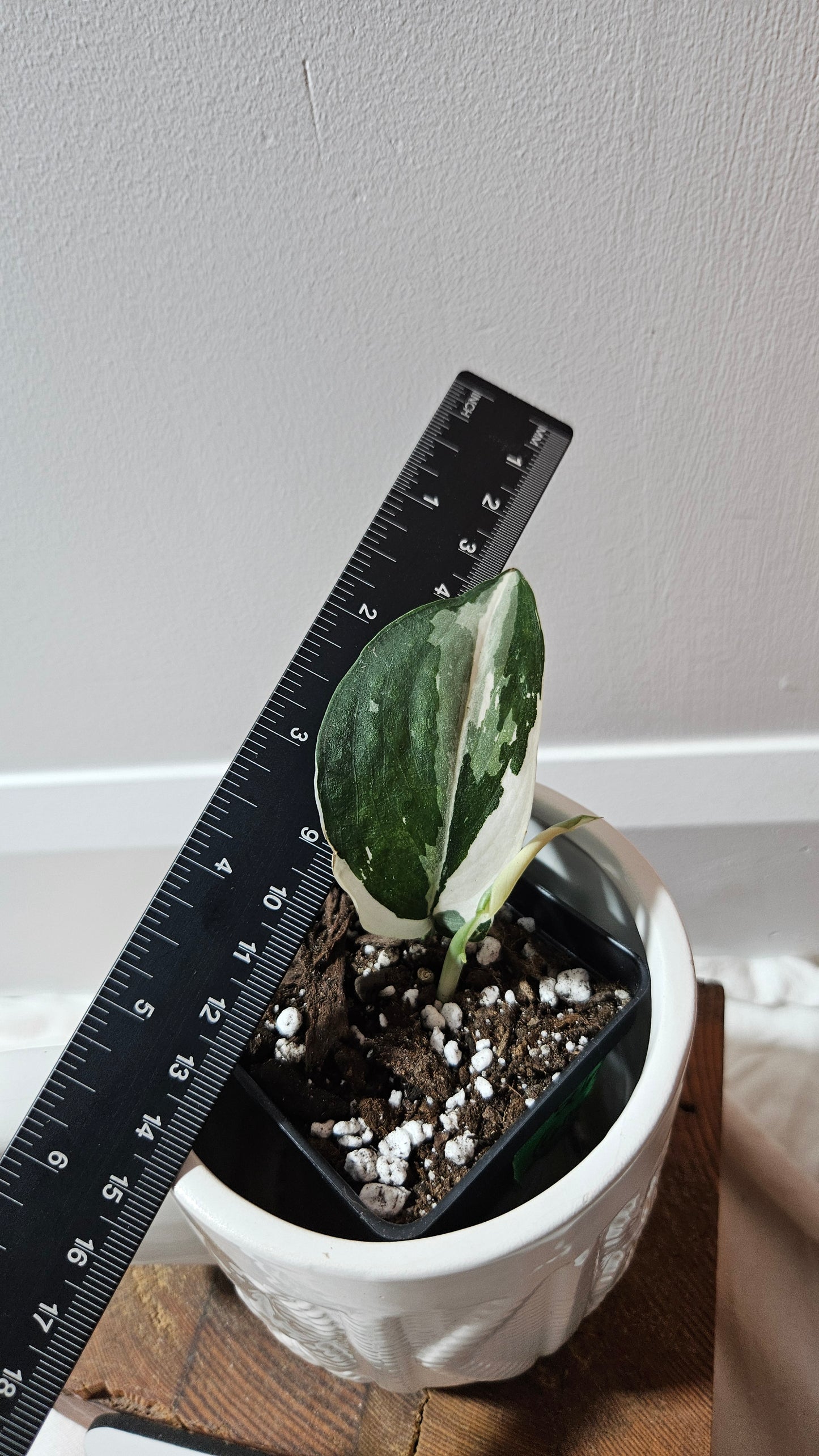 Scindapsus Silver Satin albo (SCI-1245)