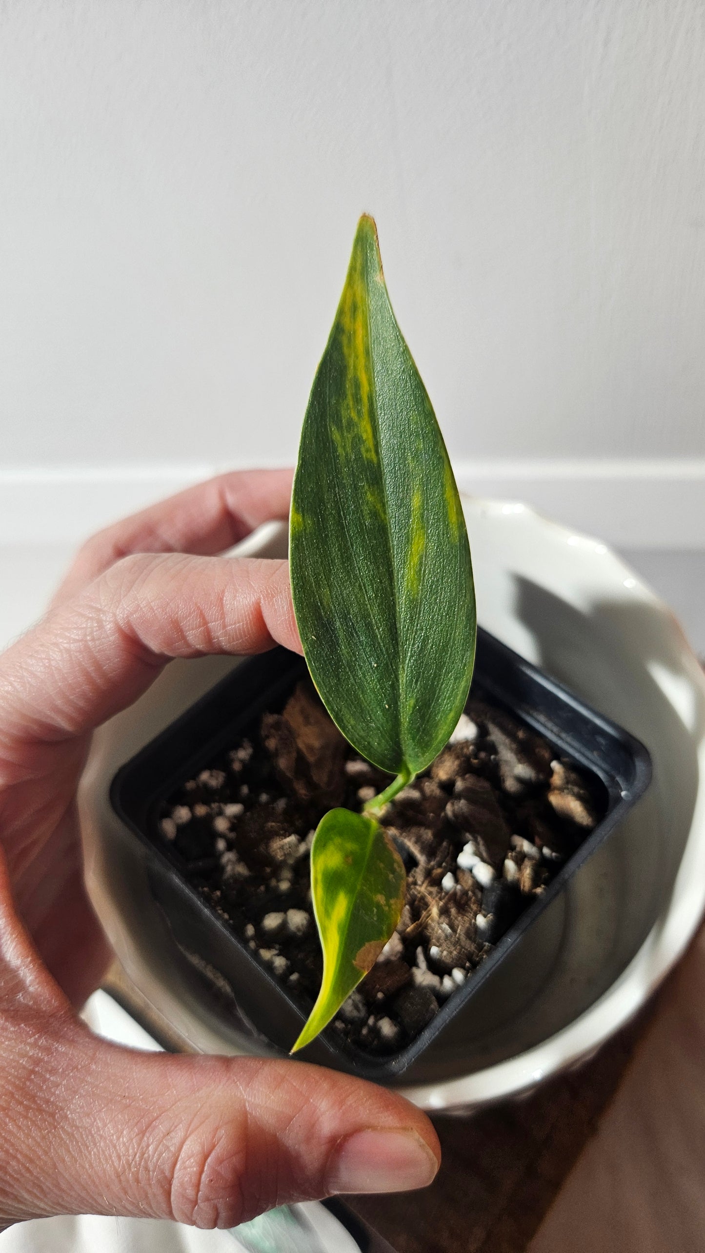 Scindapsus Coriaceus Aurea (SCI-941)