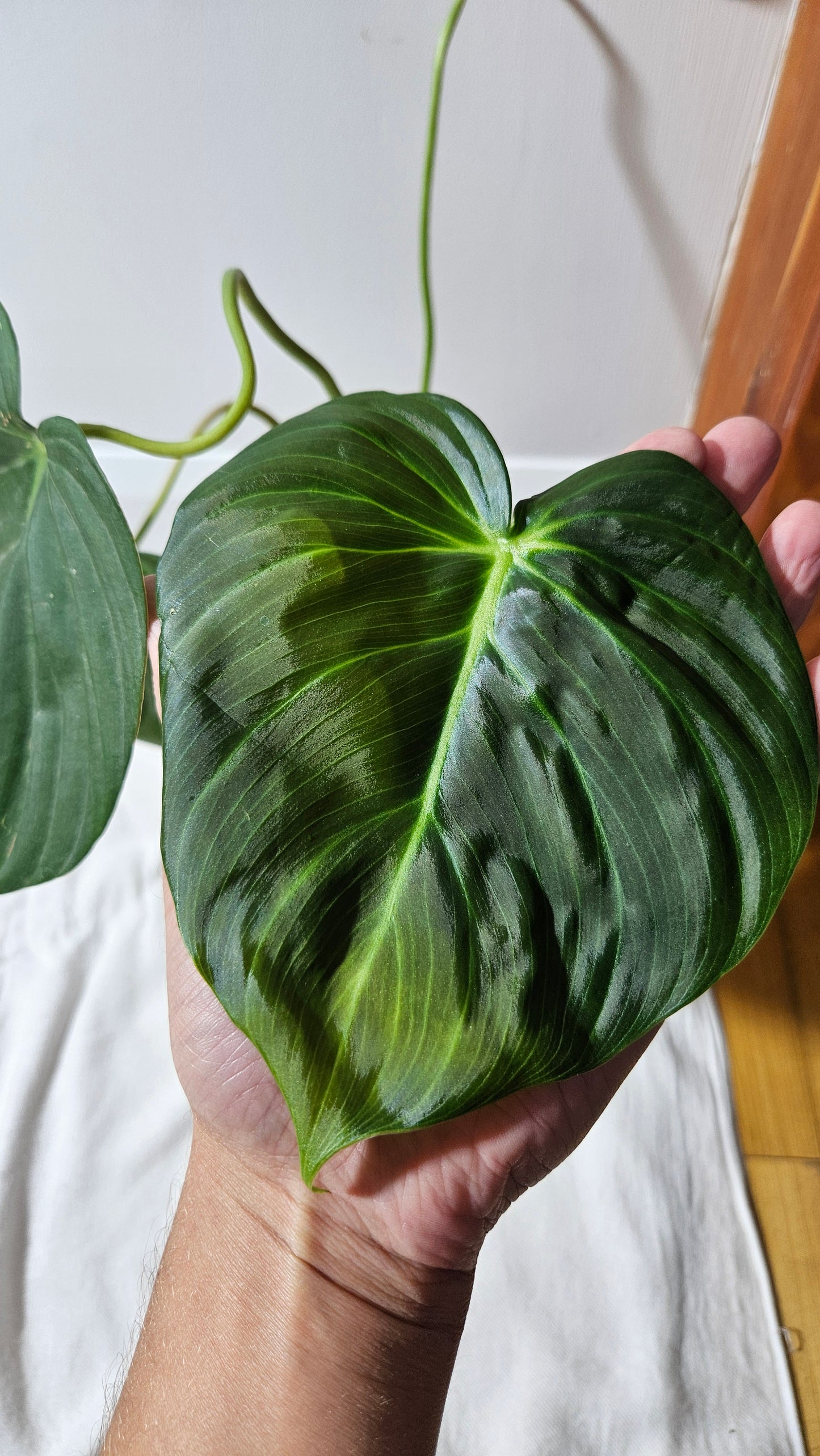 Philodendron Célébration/(Rubrijuvenile X Pastazanum) (PHI-929)