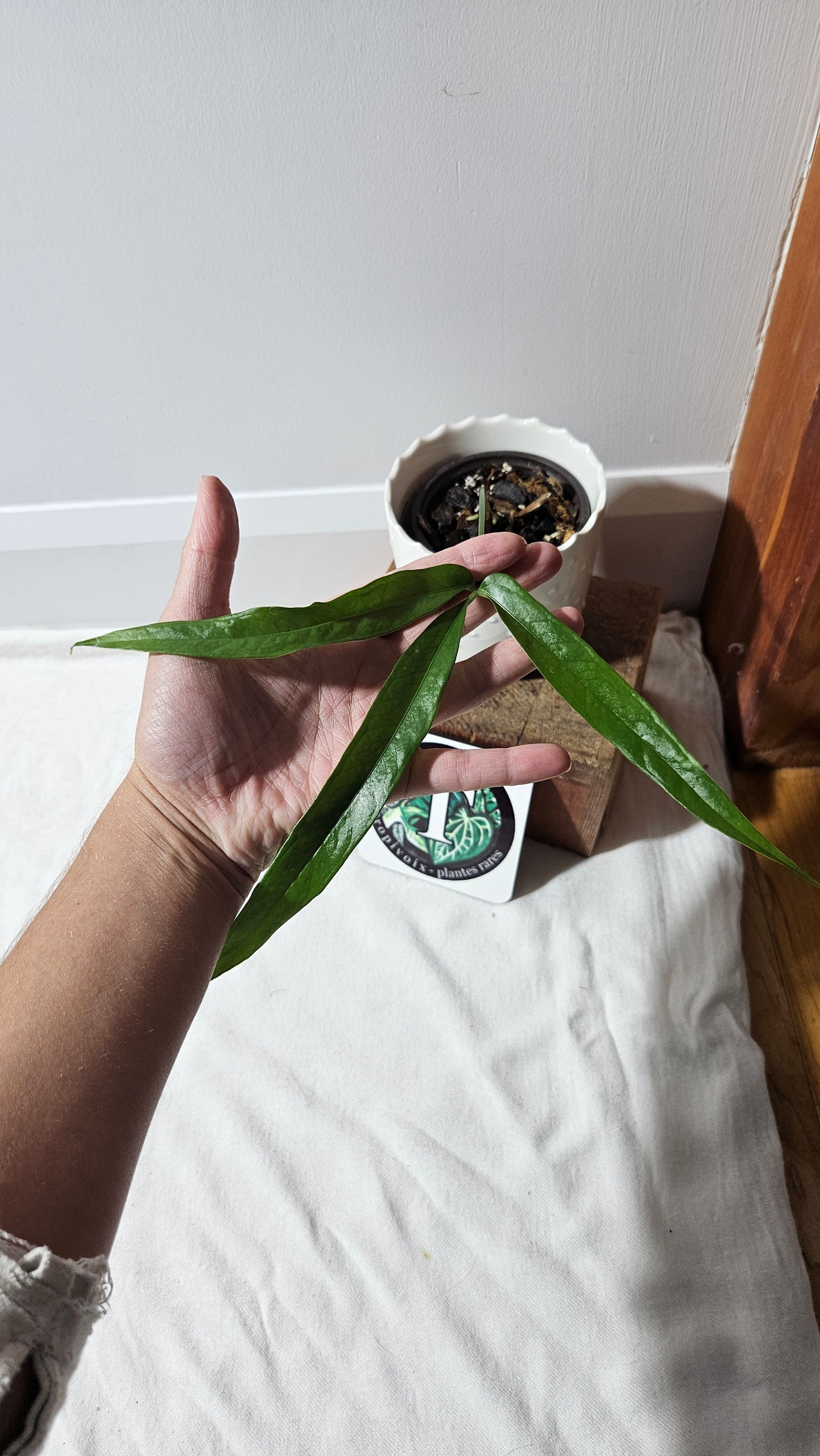 Anthurium Polydactylum "format MOYEN" (ANT-126)
