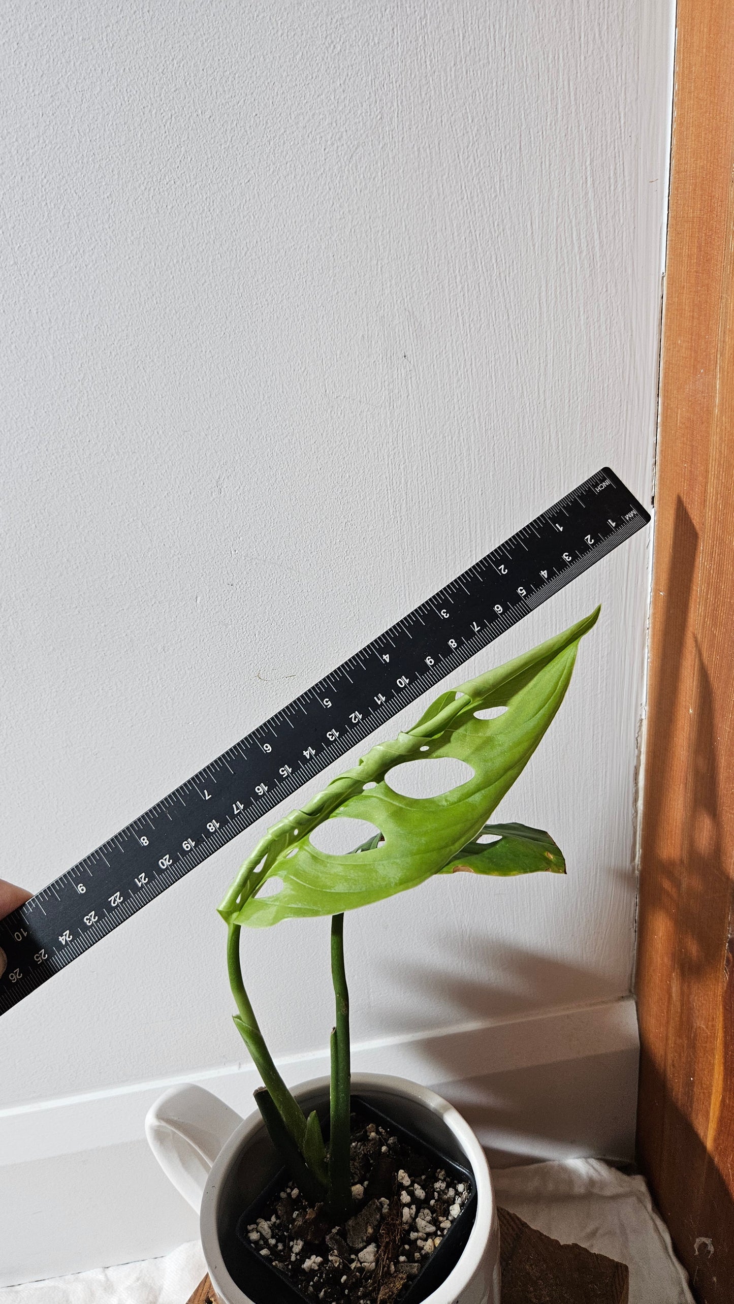 Monstera Esqueletto (MON-479)