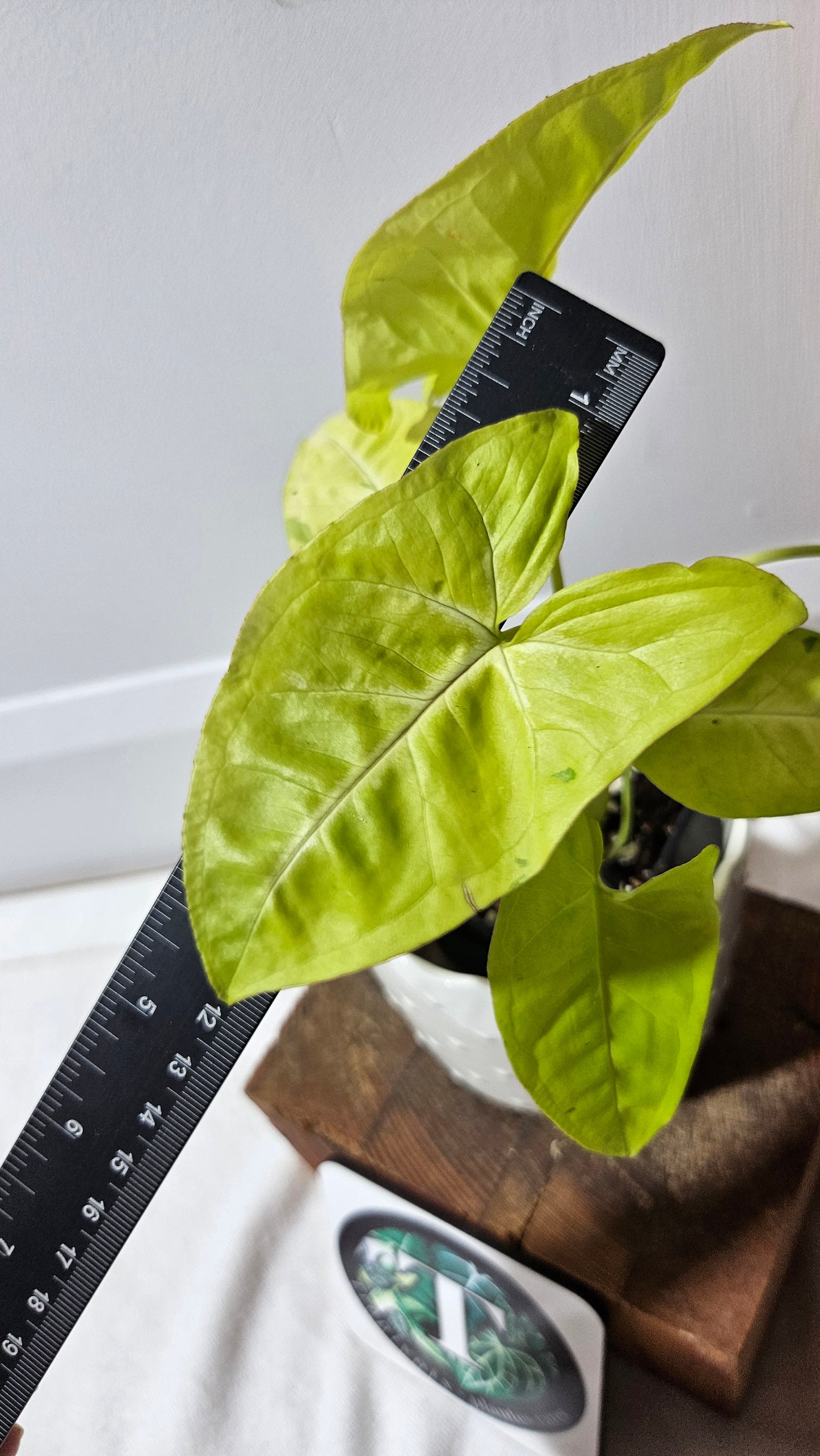 Syngonium Lime Soda Variegata (SYN-439)