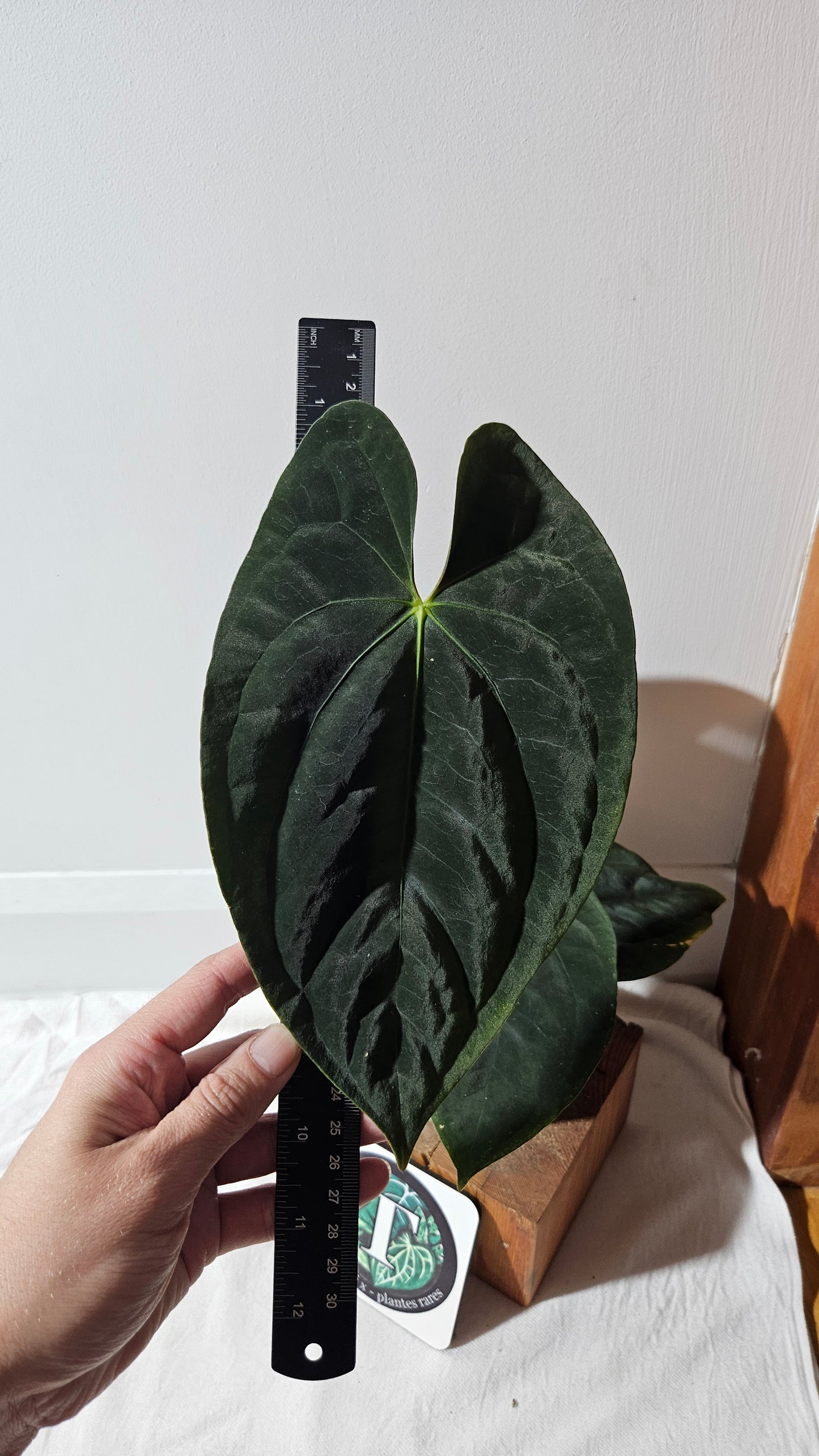 Anthurium Blue Papillilaminum "format LARGE" (ANT-431)
