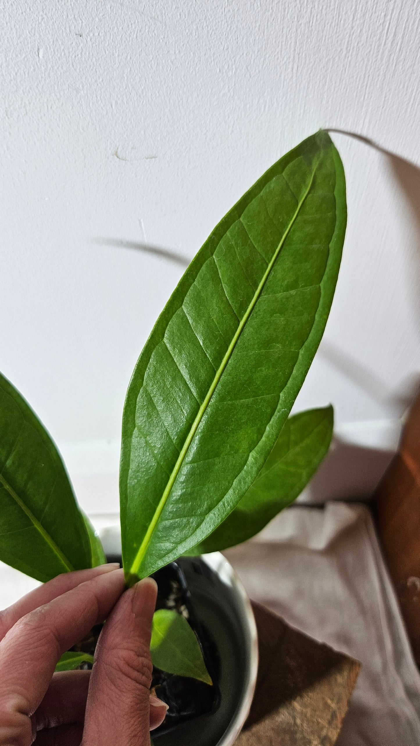 Anthurium Macphersonii "format MOYEN" (ANT-409)