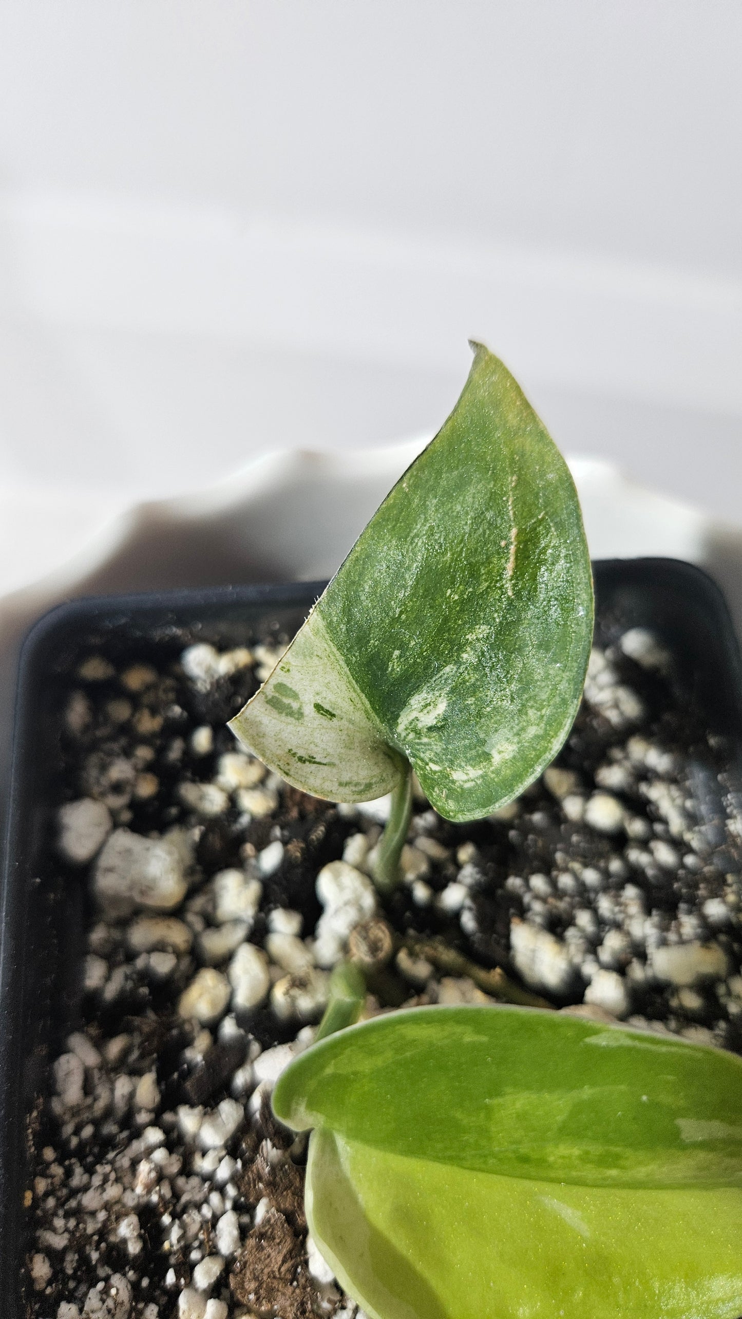 Scindapsus Silver Satin Tricolor (SCI-830)