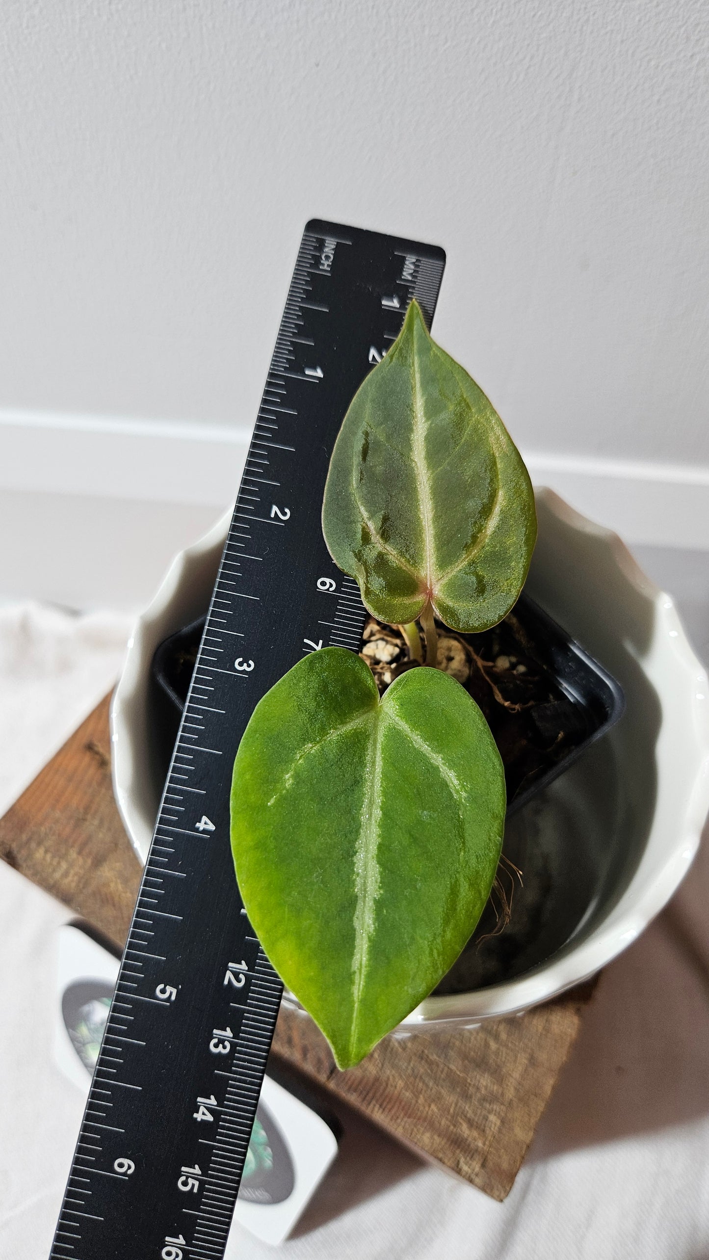Anthurium Dressleri Hybrid "format PETIT" (ANT-463)