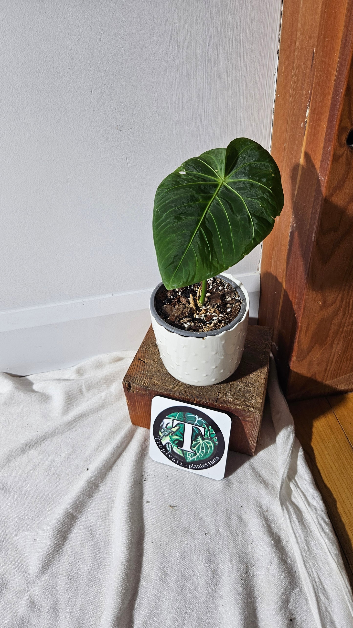 Anthurium Waterburyanum "format MOYEN" (ANT-391)