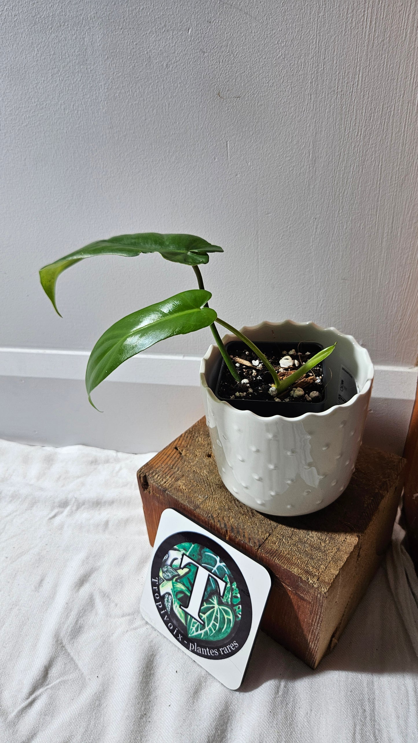 Philodendron Florida Beauty X Bob Cee REVERT(PHI-893)