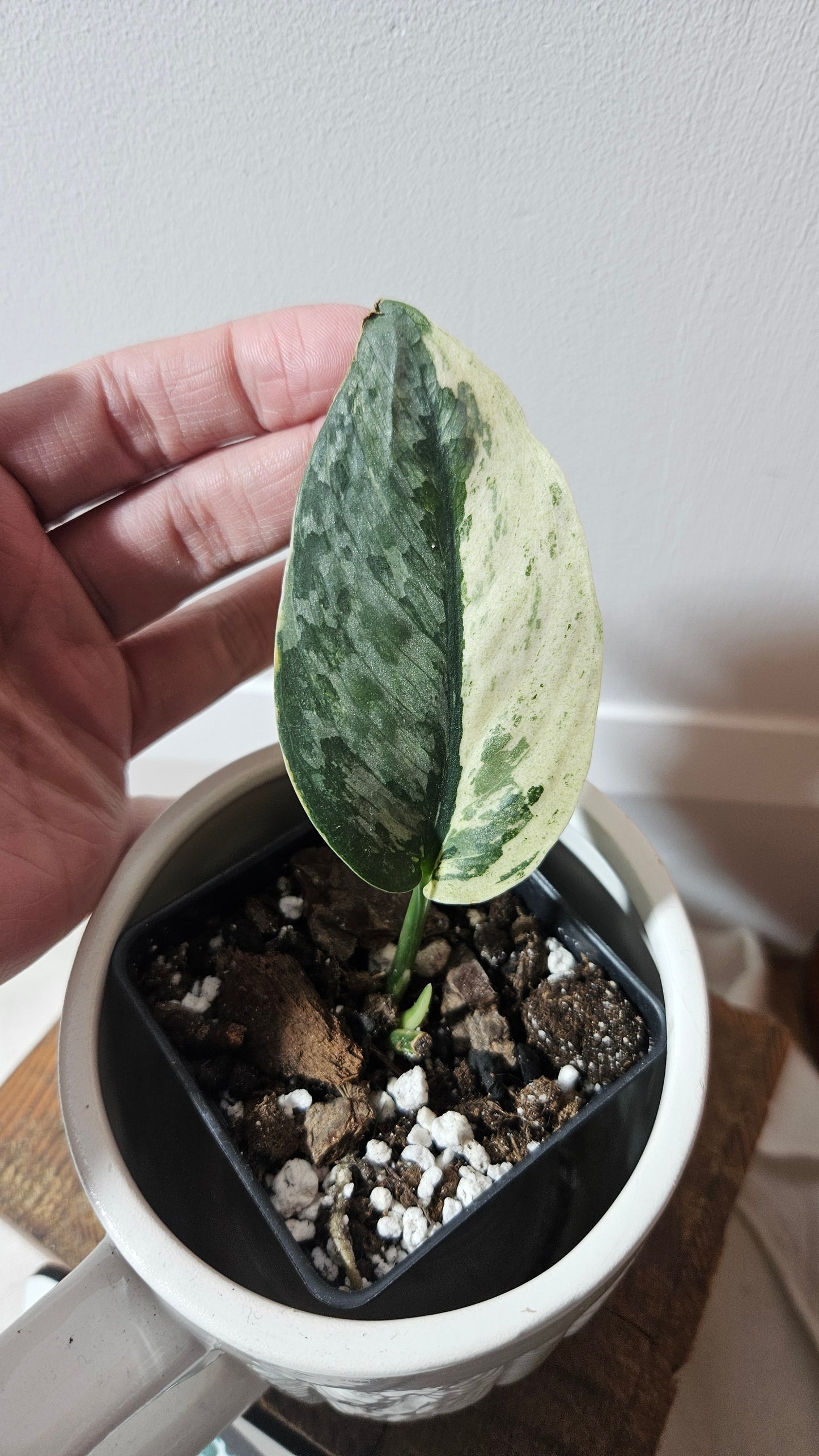 Scindapsus Salamount (SCI-846)